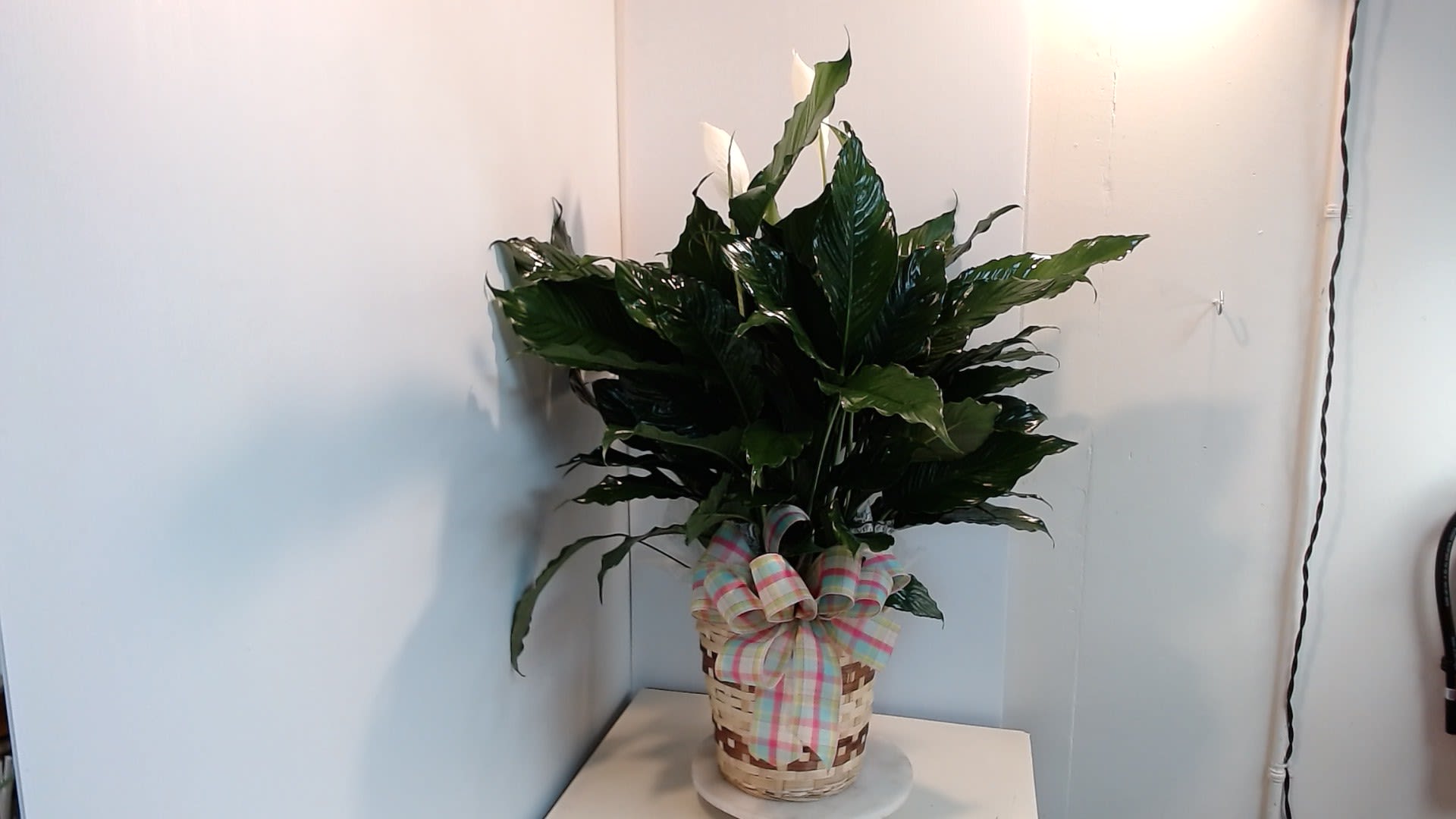 8-Inch Peace Lily