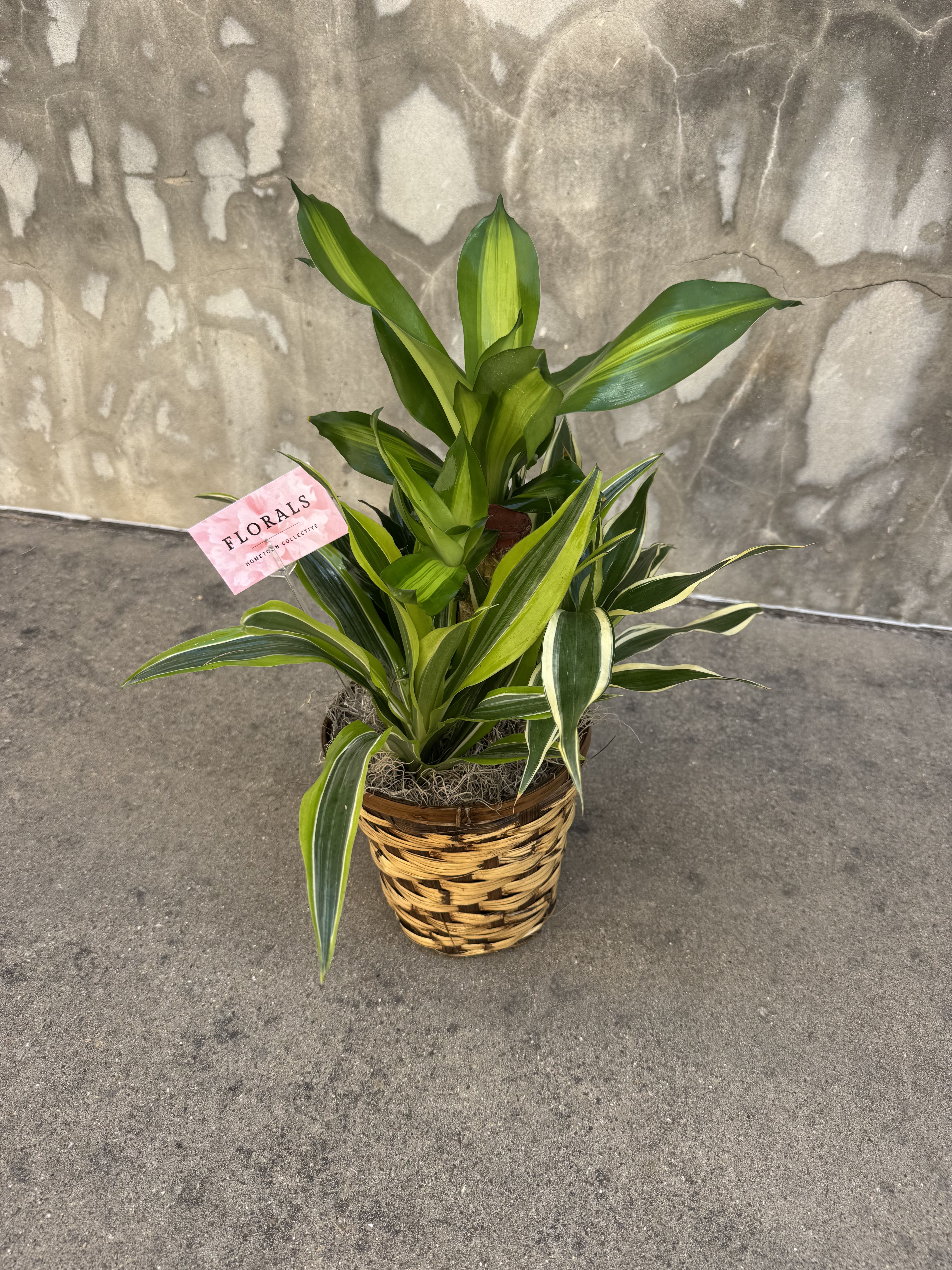 Umbrella Plant by BloomNation™