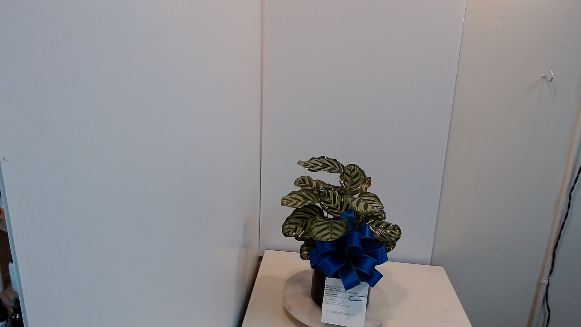 Designer's Choice- Plant