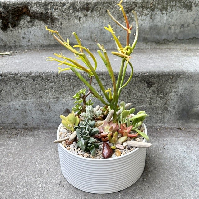 Small Succulent Planter
