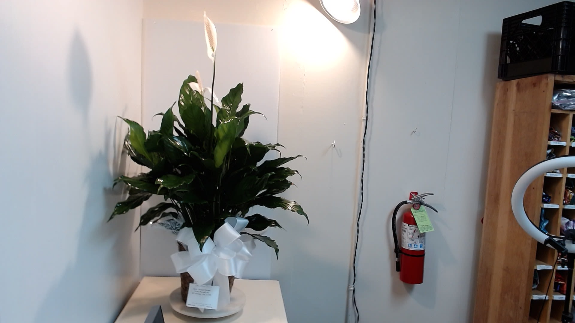 8-Inch Peace Lily