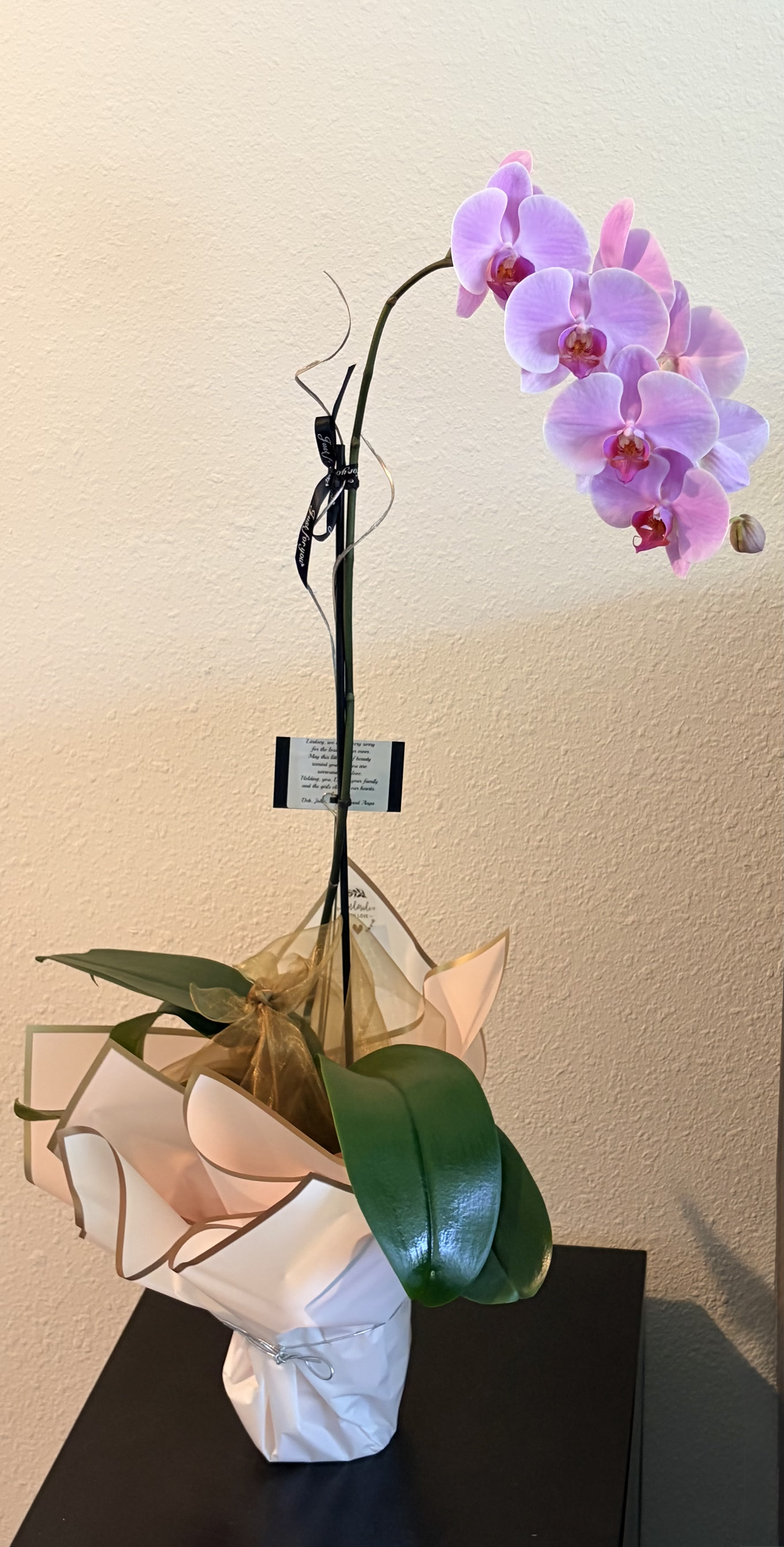 Pink Calypso Waterfall Orchid Plant