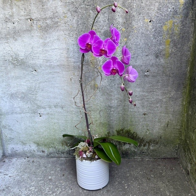 Color Phalaenopsis Orchid Plant