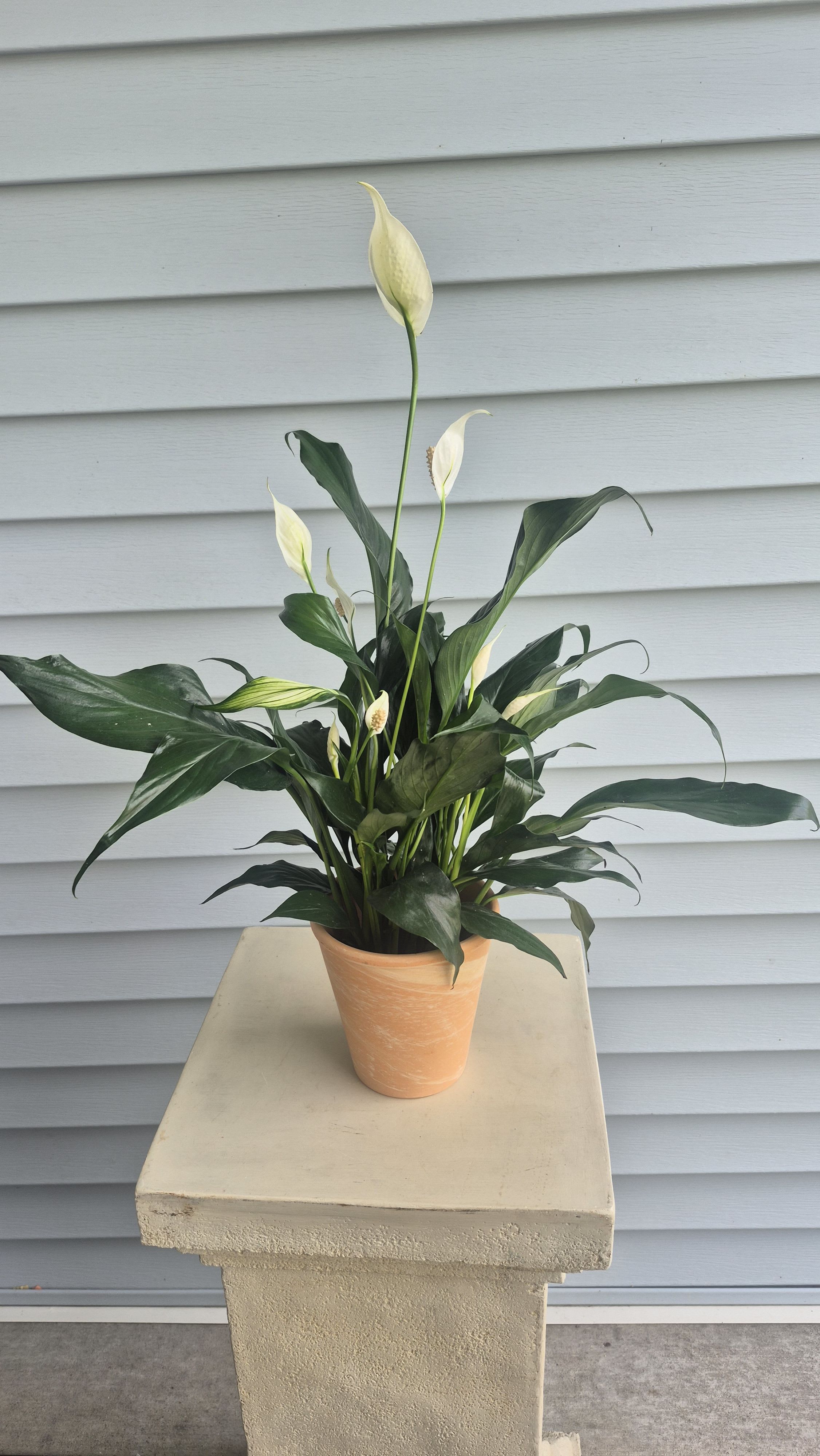 Spathiphyllum Plant by BloomNation™