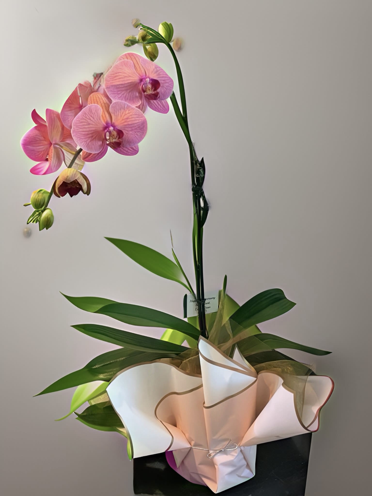 Pink Calypso Waterfall Orchid Plant
