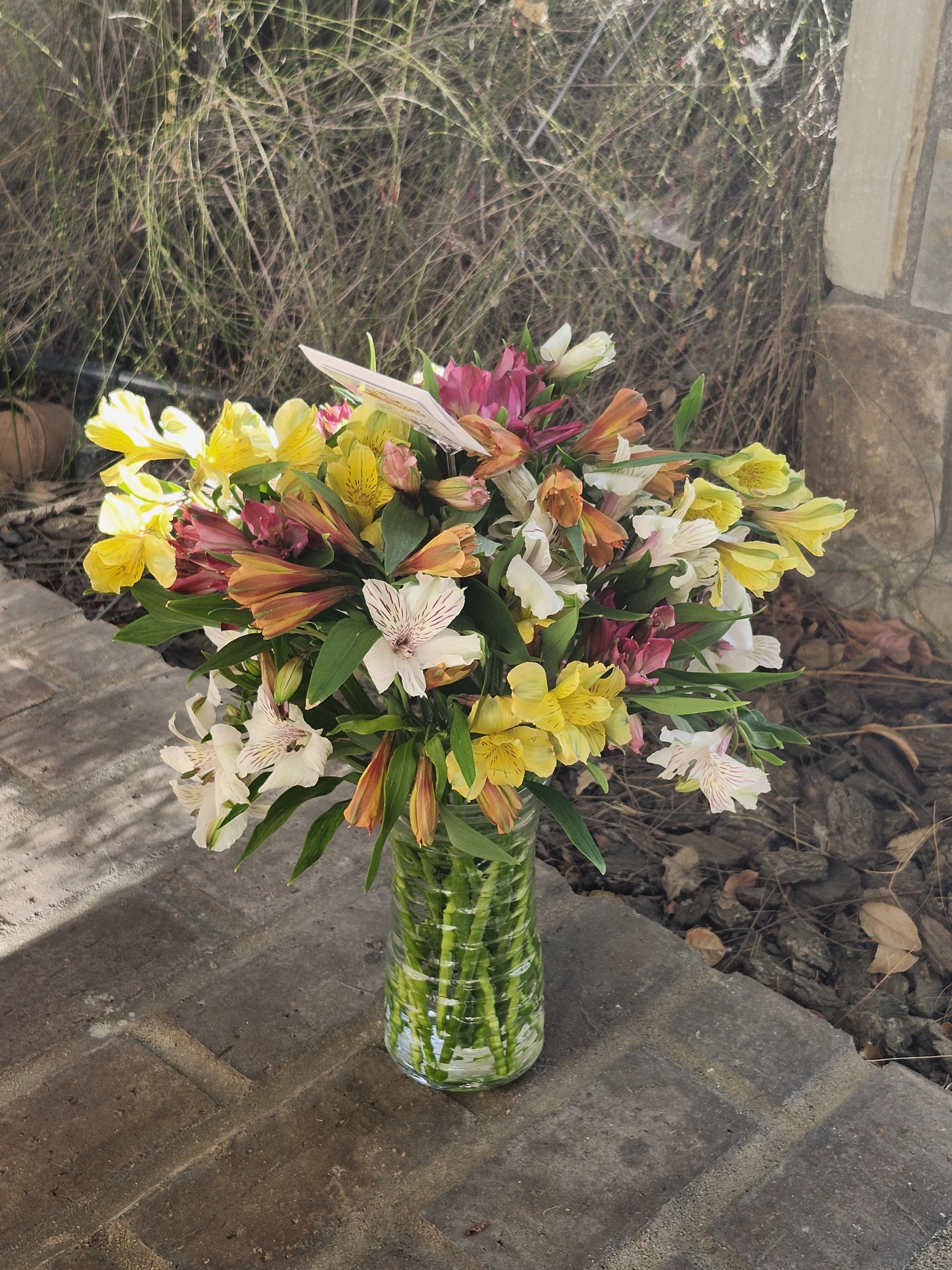 Amazing Alstroemeria