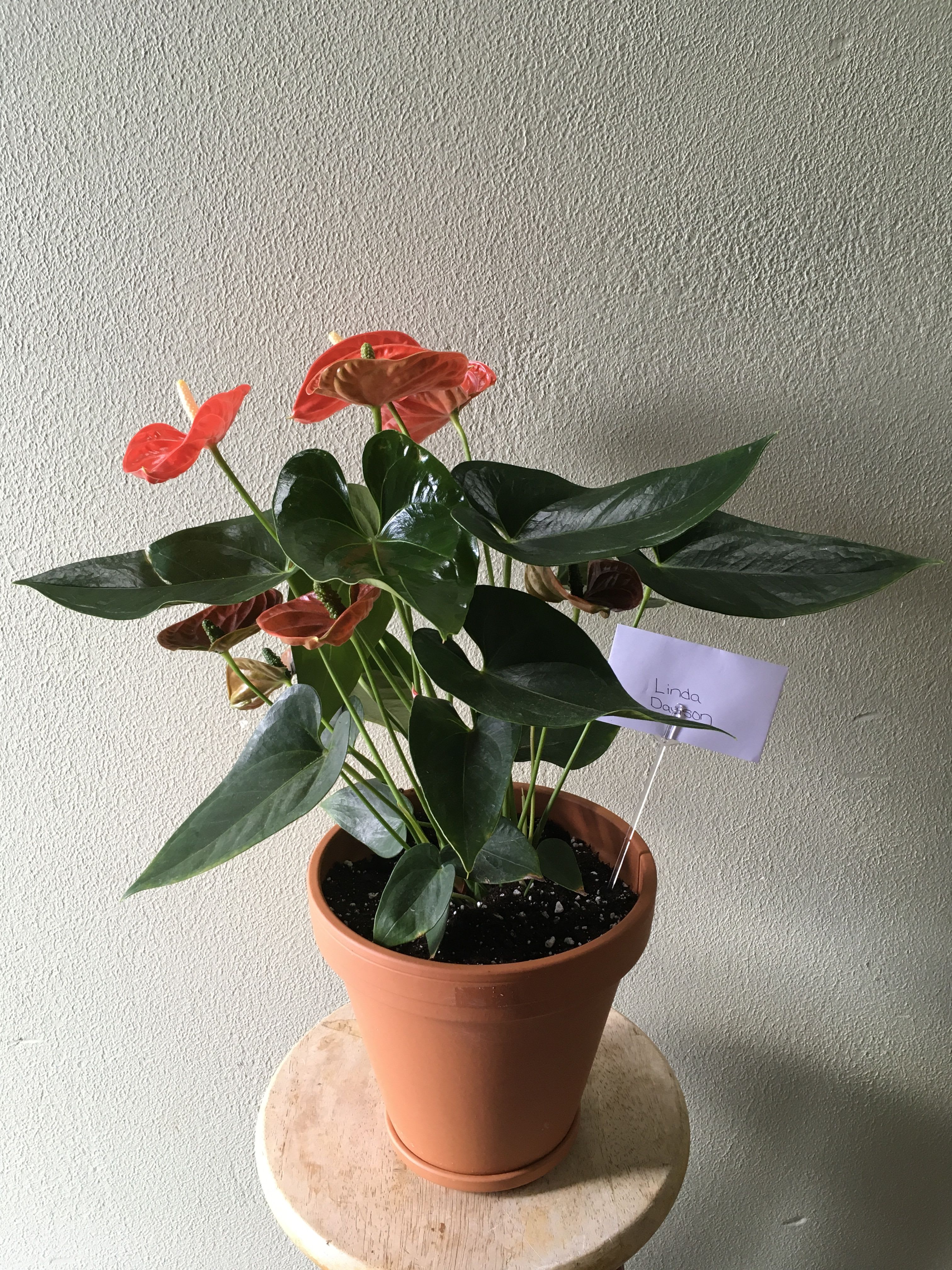 Beautiful blooming plant
