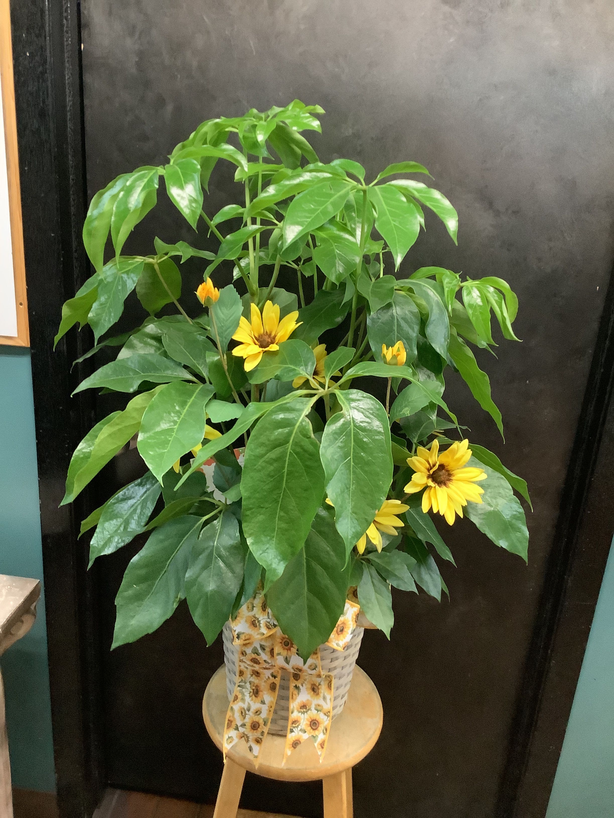 Large green plant