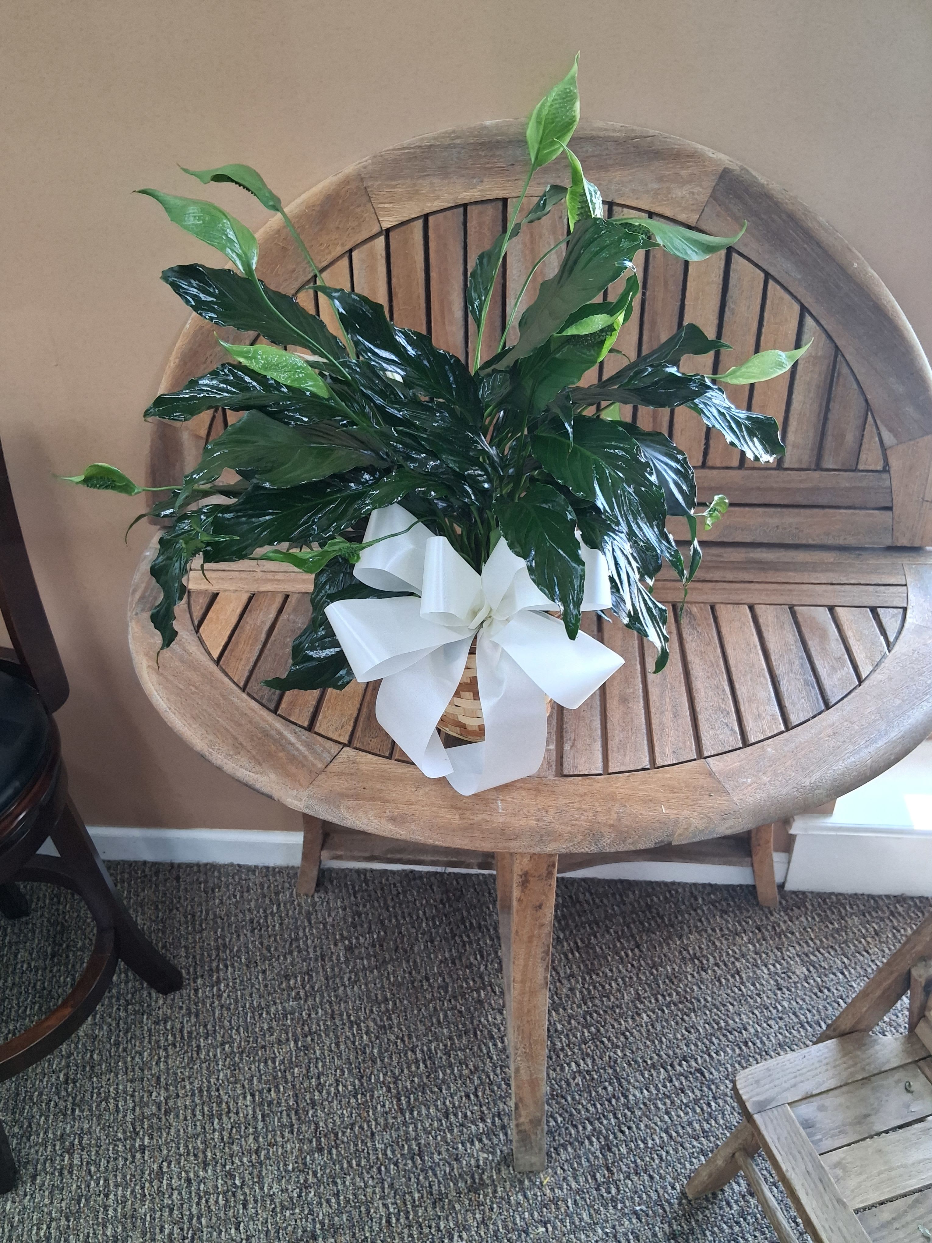 GPS Spathiphyllum Peace Lily Potted Houseplant - Live Sympathy Plant Delivery Huntsville