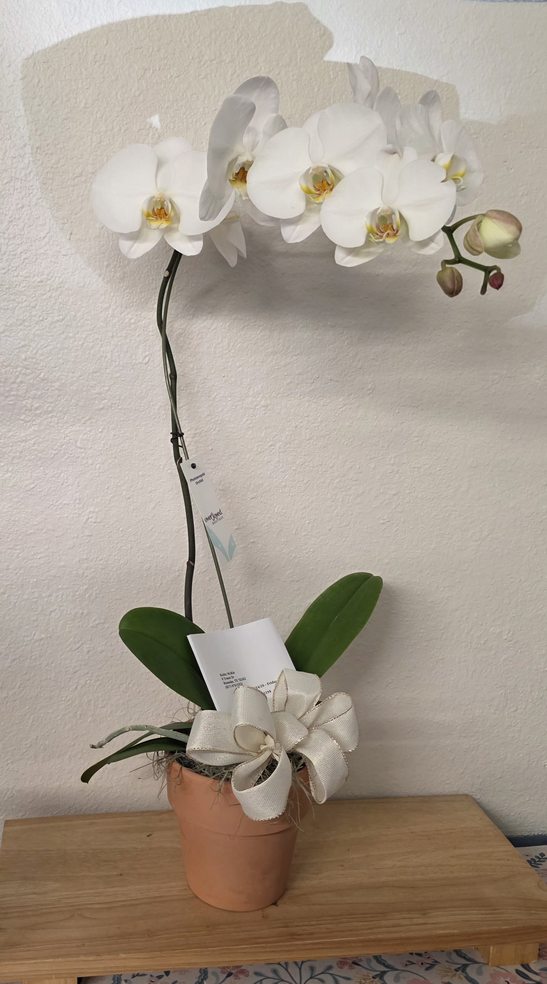Single Stem Orchid