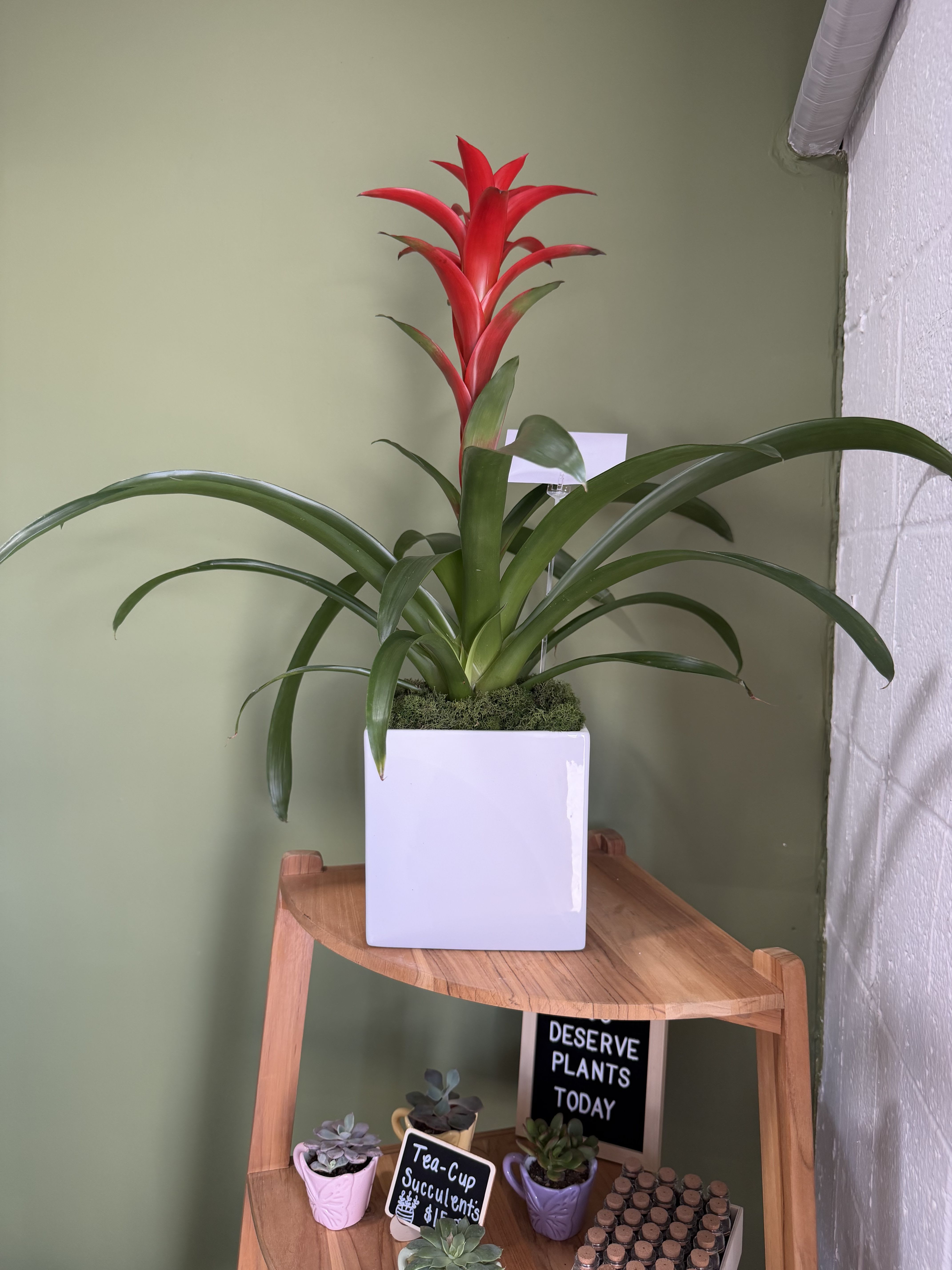 Tropical Bromeliad Plant by BloomNation™