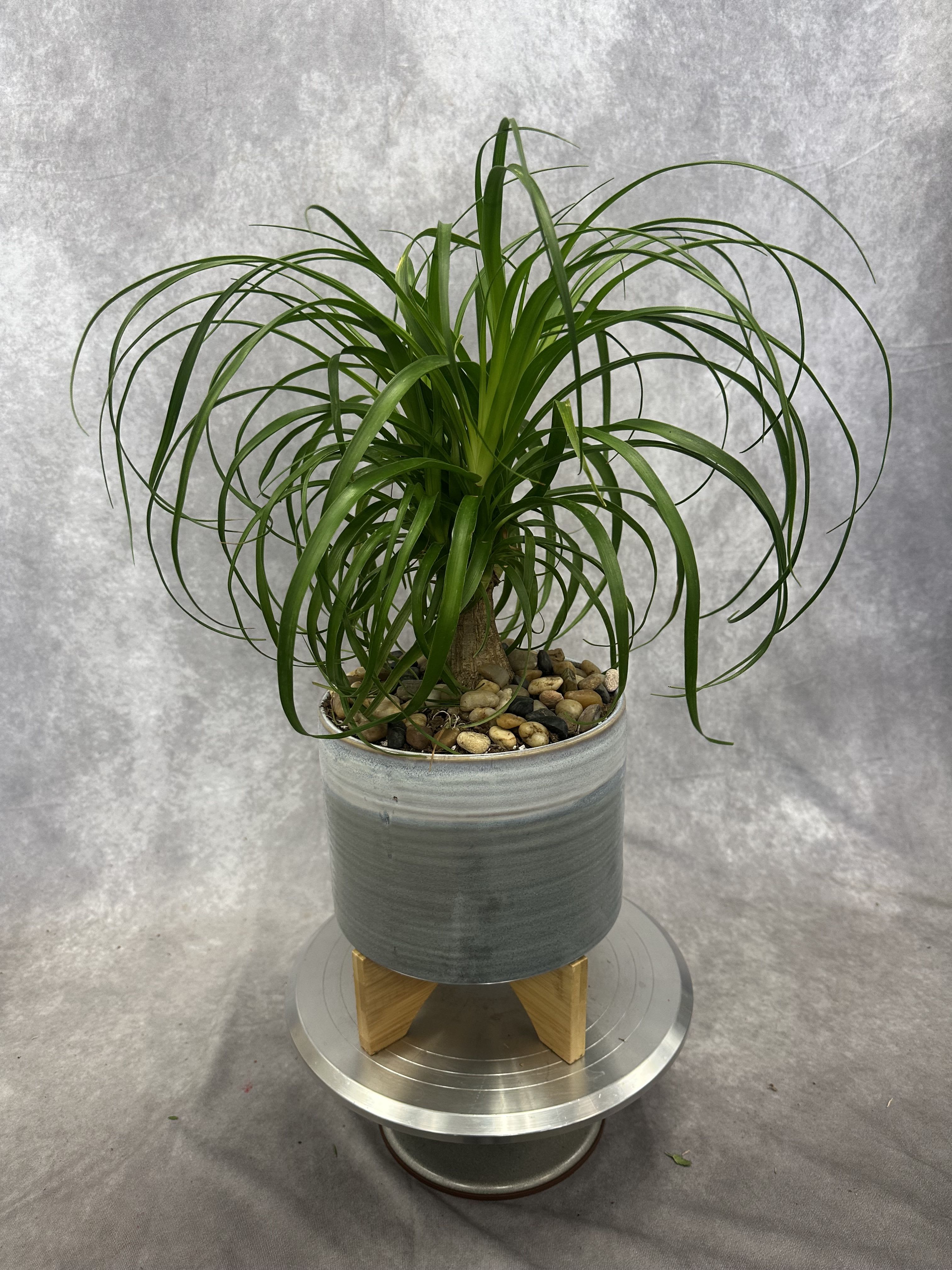 Ponytail Palm