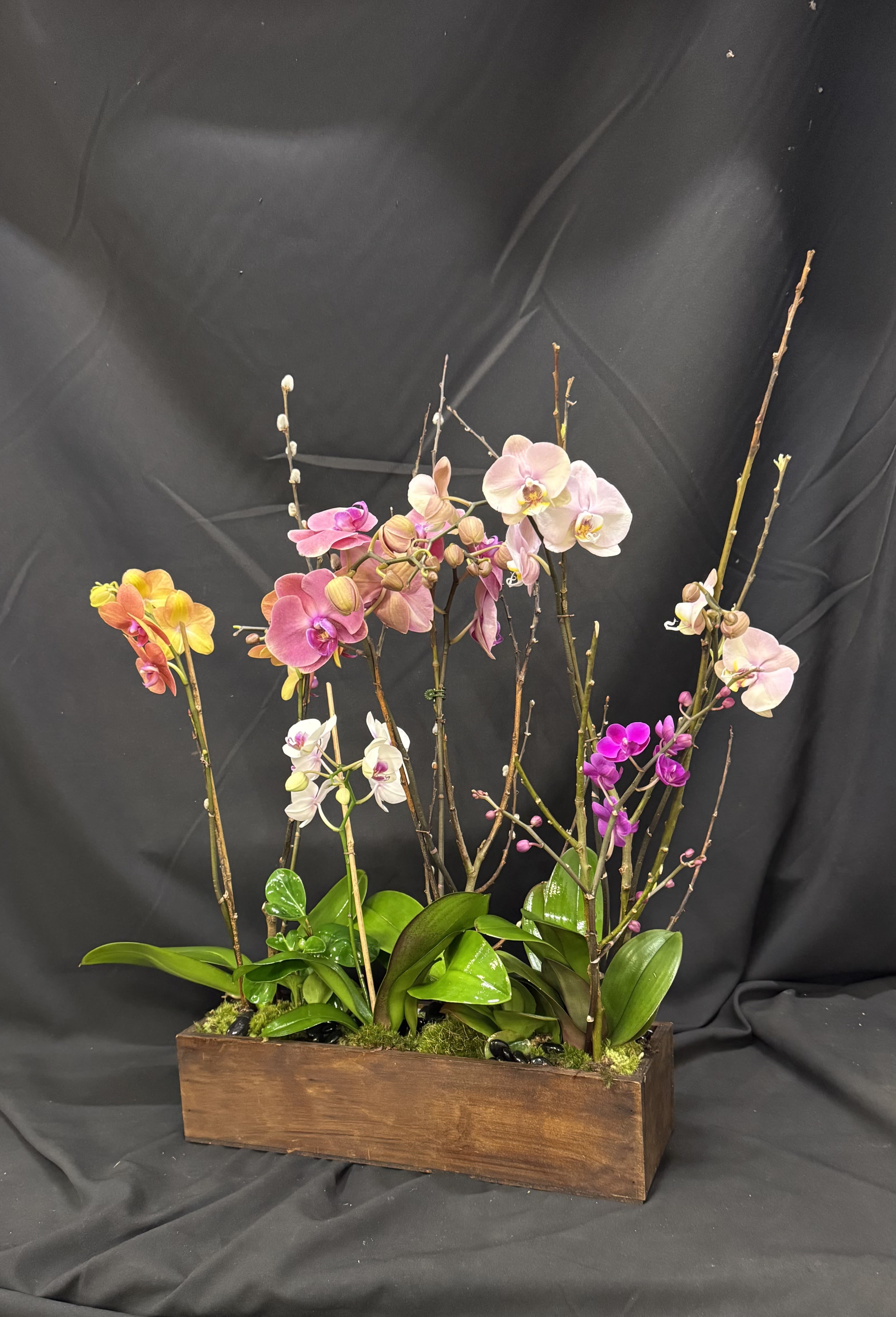 ORCHID CHIC