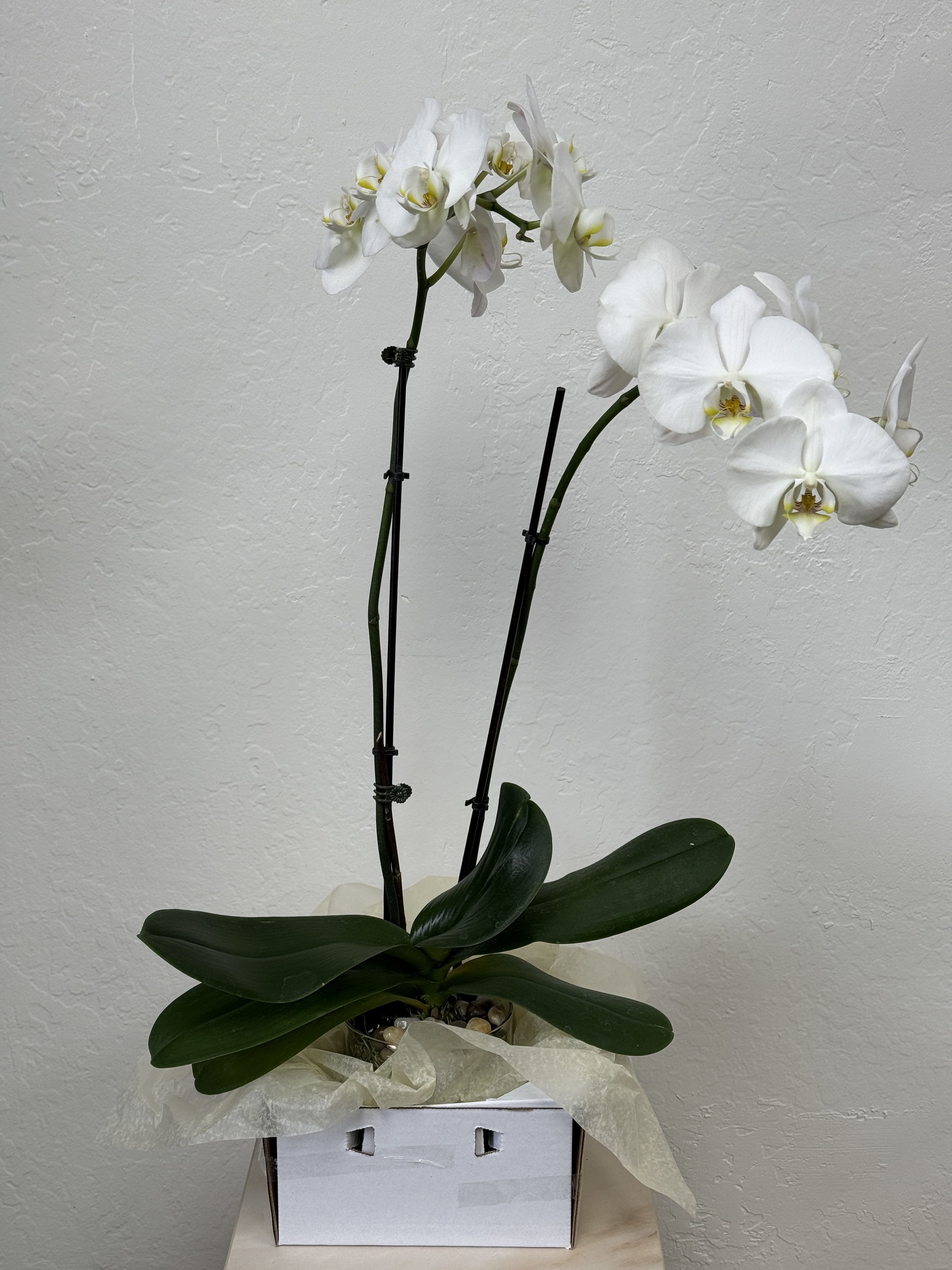 Royal Elegance by The Flower Spot™