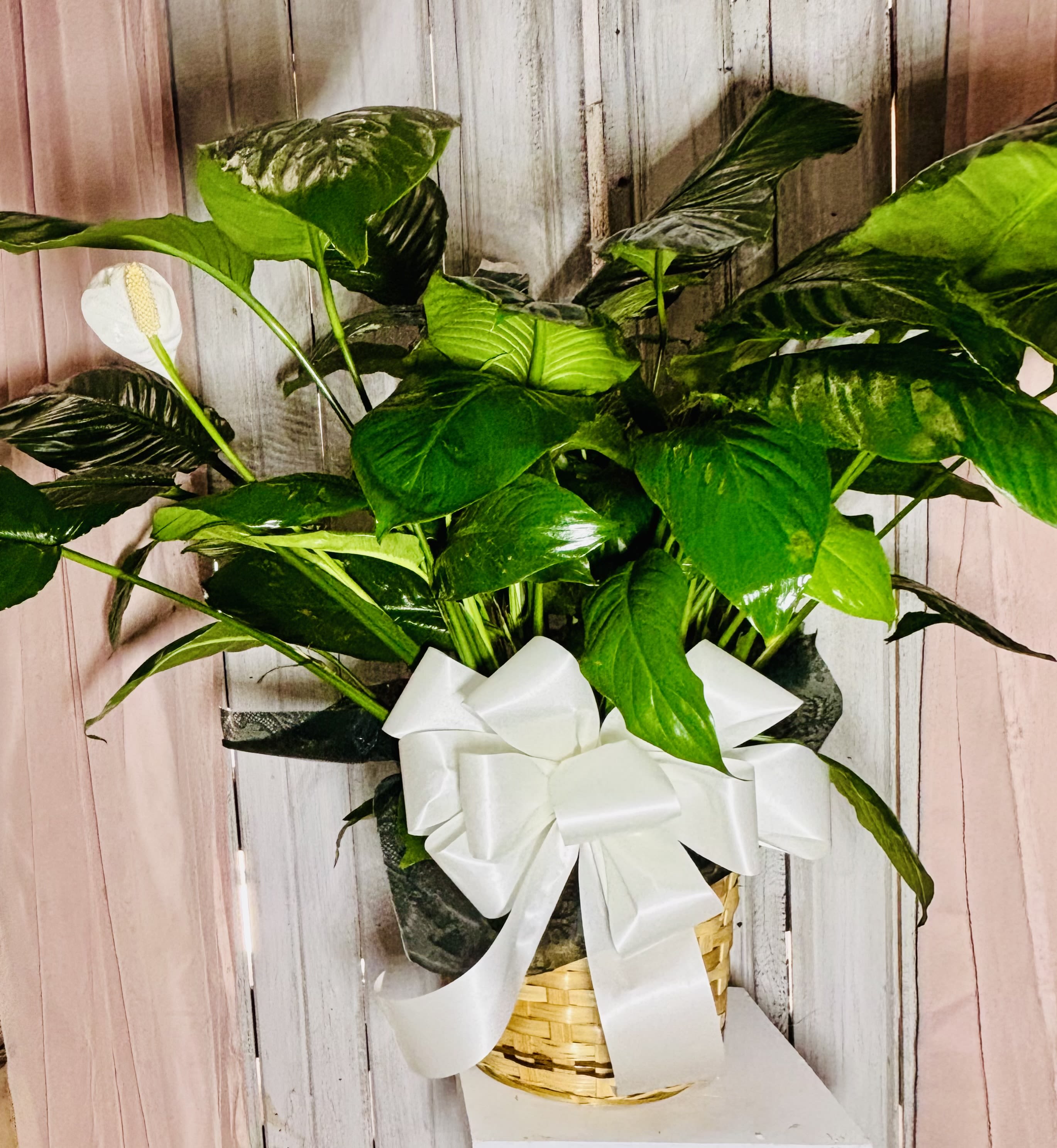Spathiphyllum Plant by BloomNation™