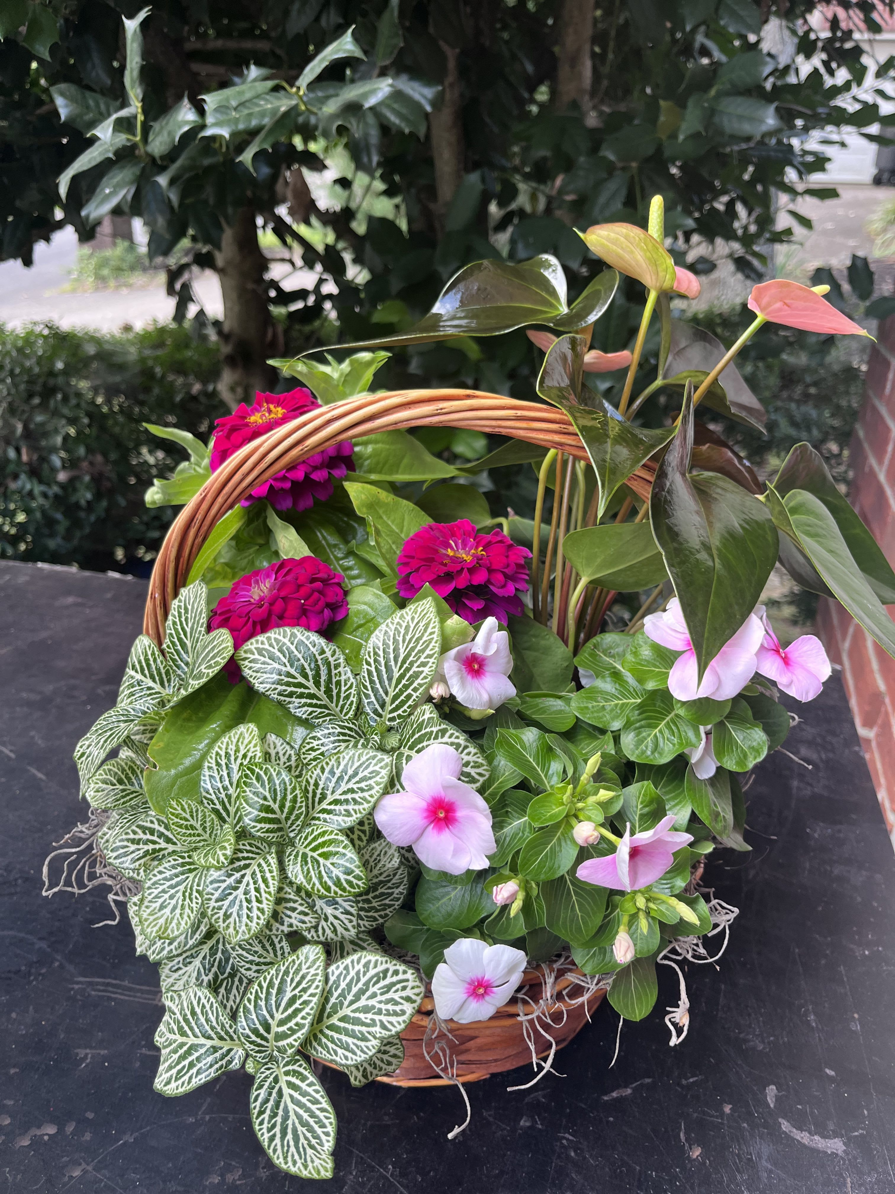 Designers choice Planter Garden 