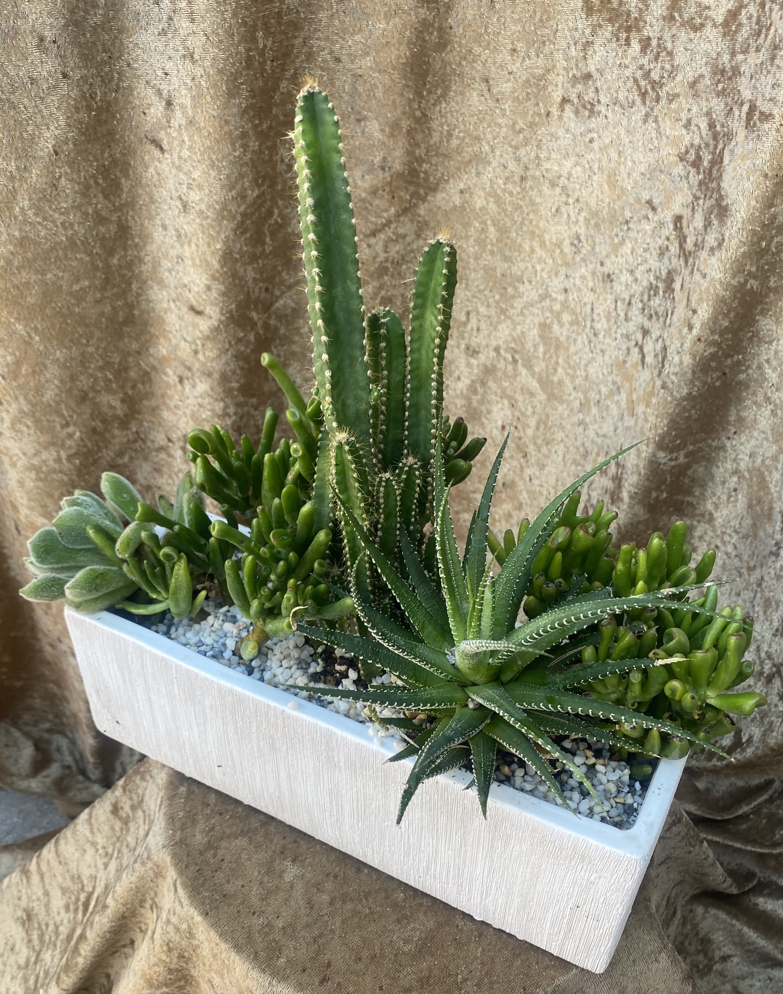 Succulent Blue