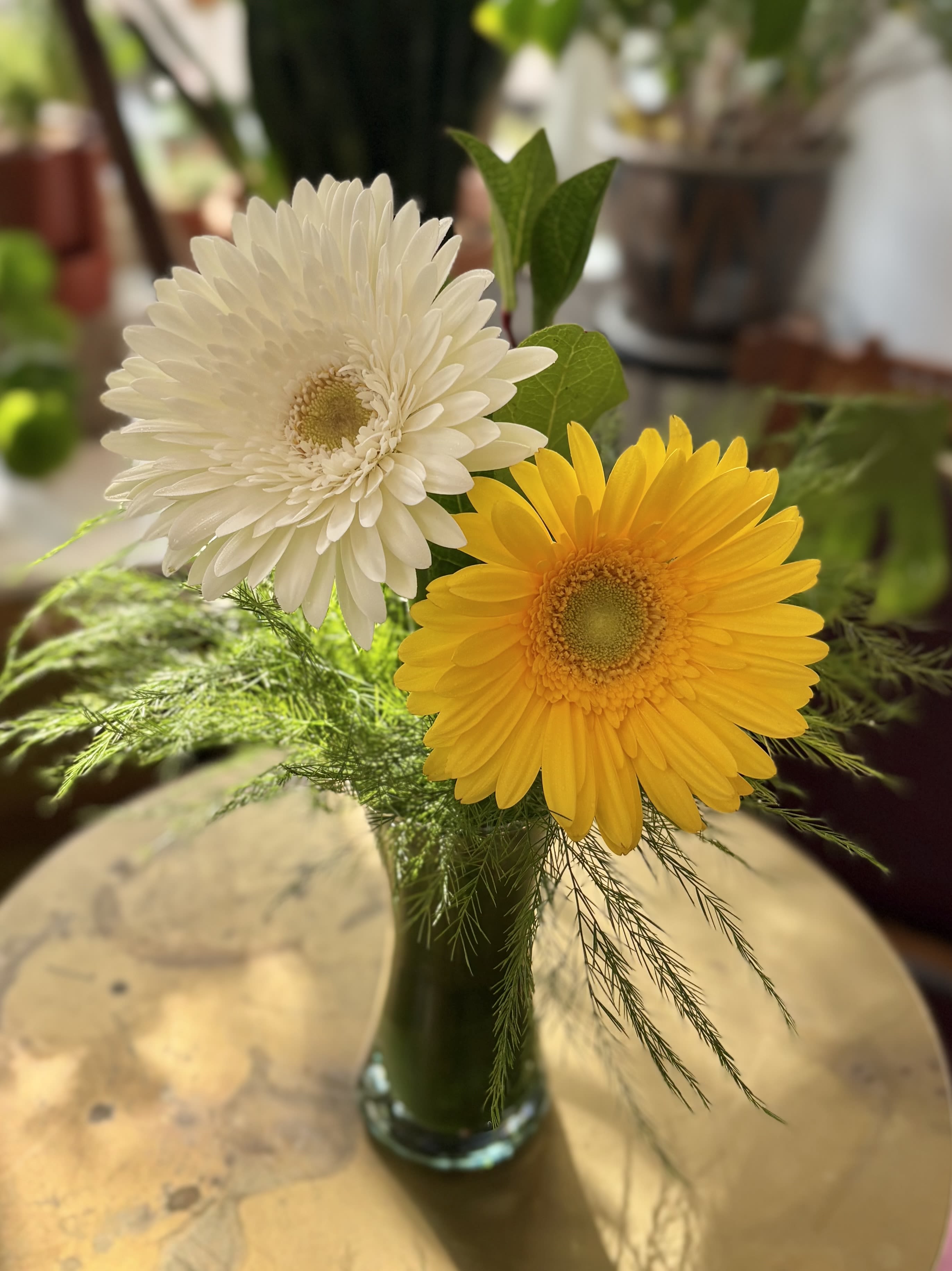 Pretty Pick Me Up-- Gerbera Daisies