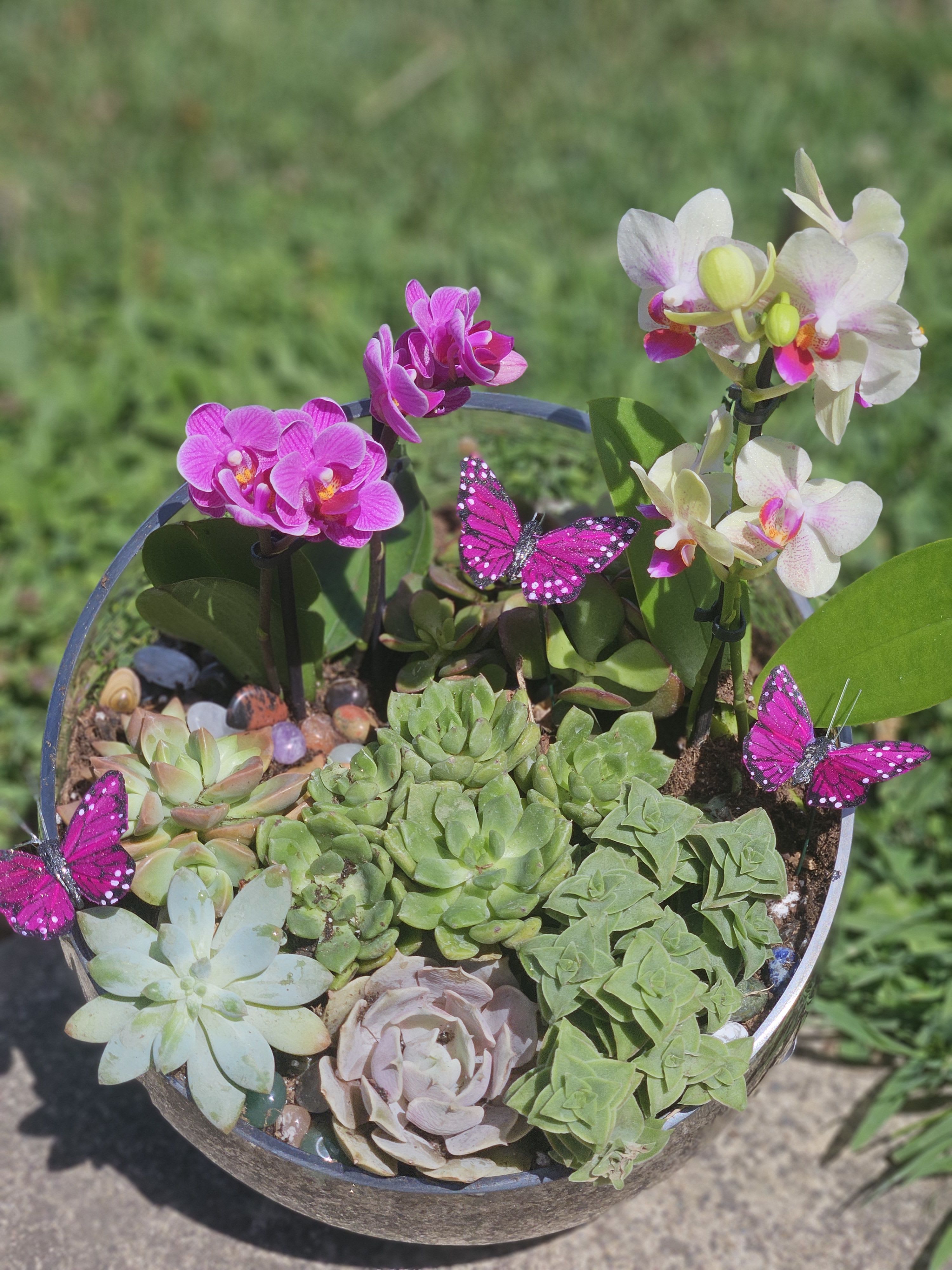 Katey's Earth-Wispering Succulent Sanctuary