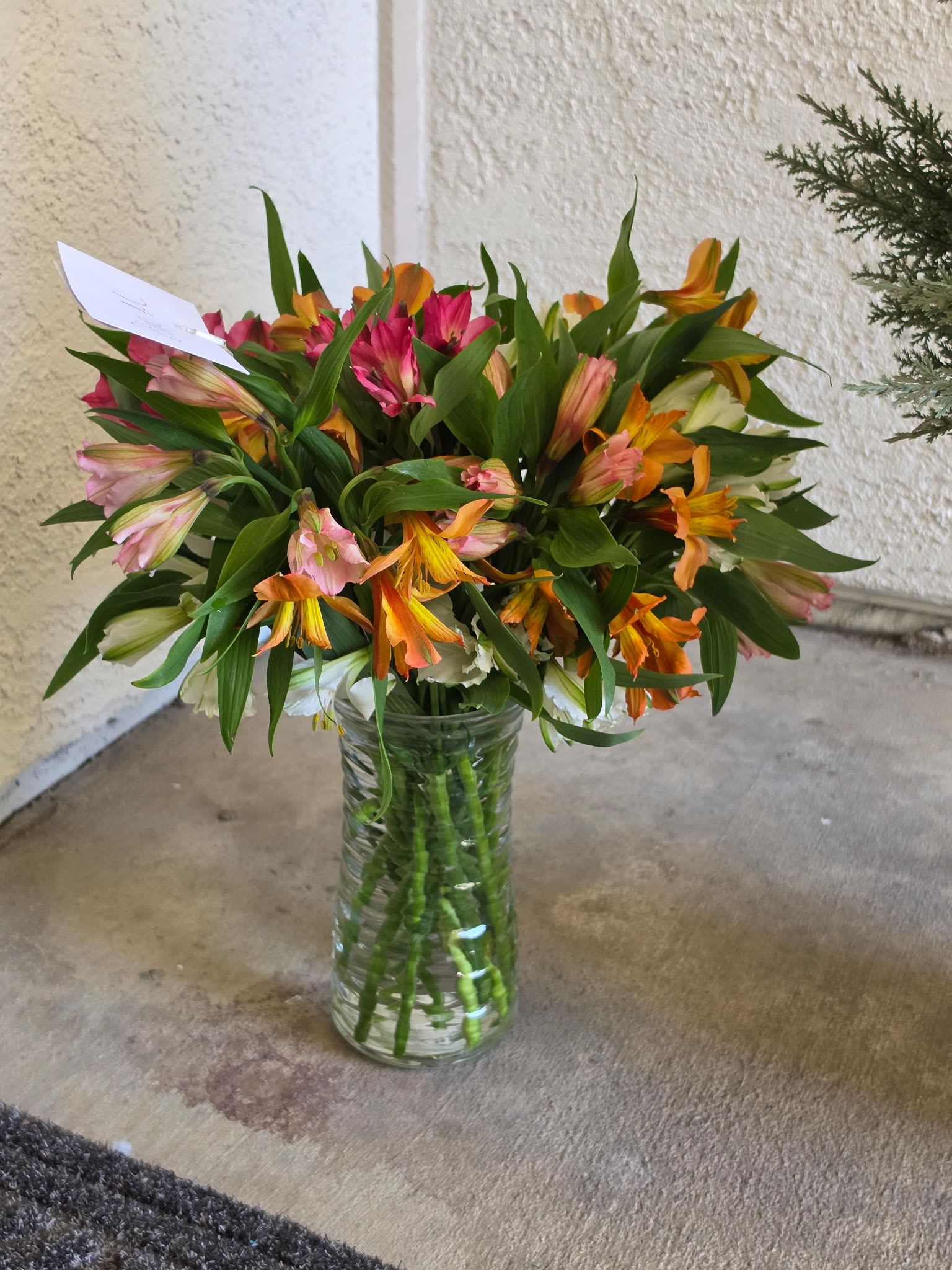 Amazing Alstroemeria