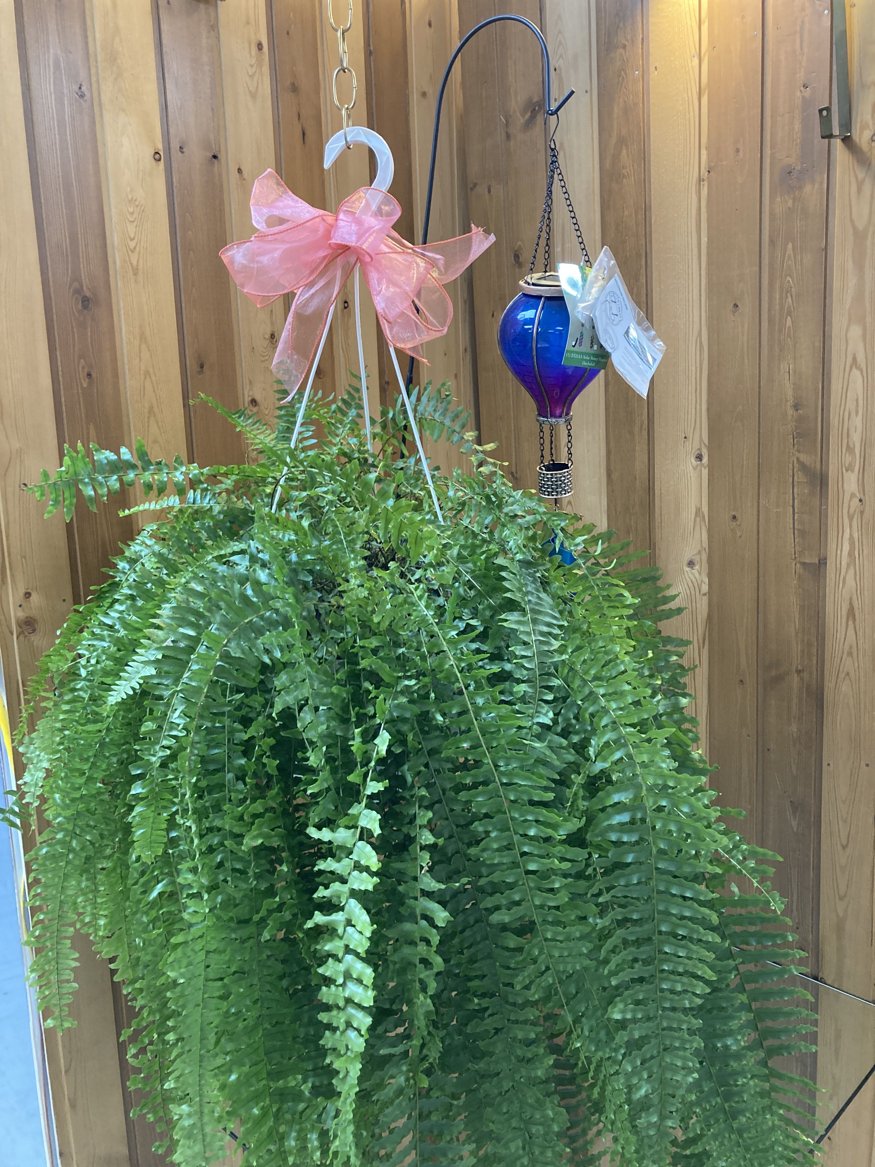 BEAUTIFern