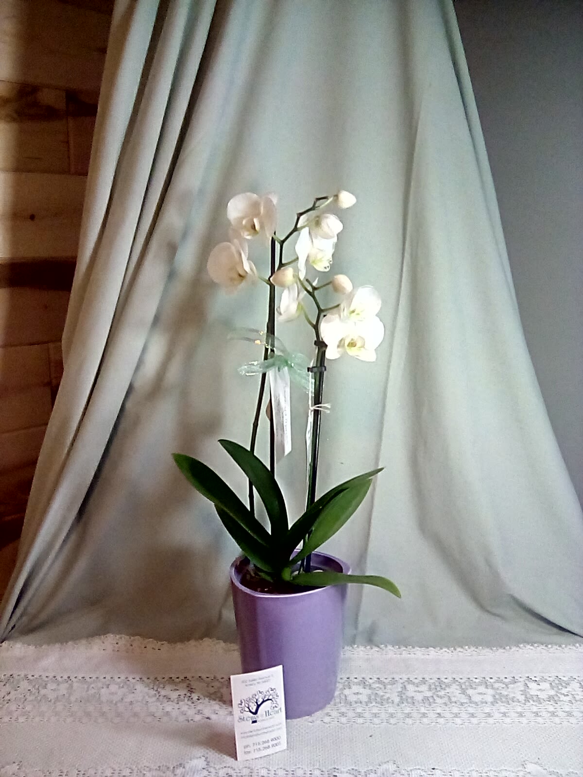 Orchid