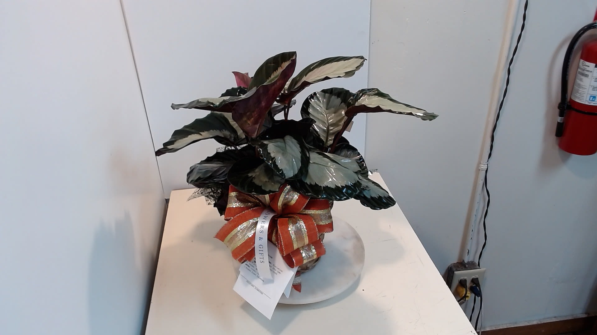 Prayer Plant Calathea