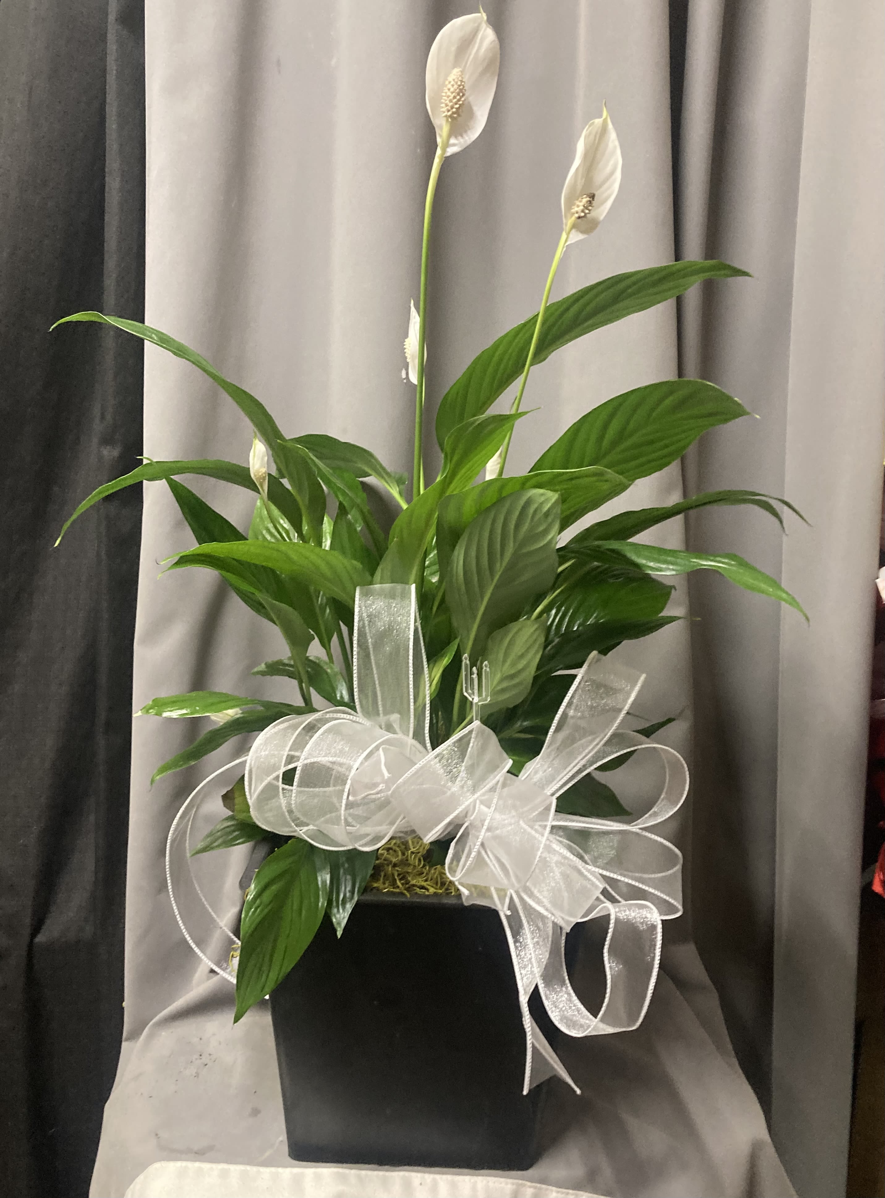 SINGLE LARGE PEACE LILY