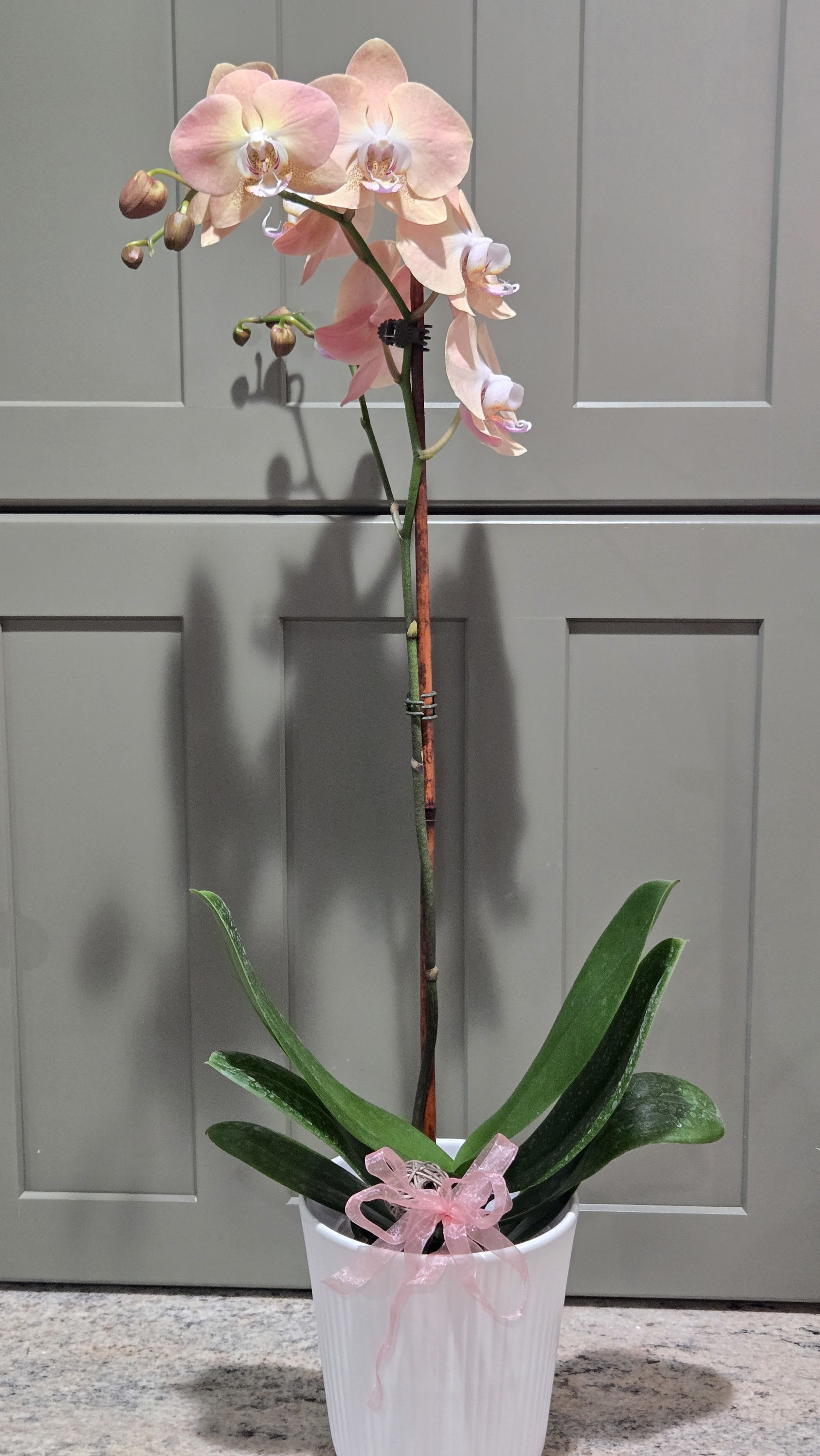  Petite Pot Orchid Stem