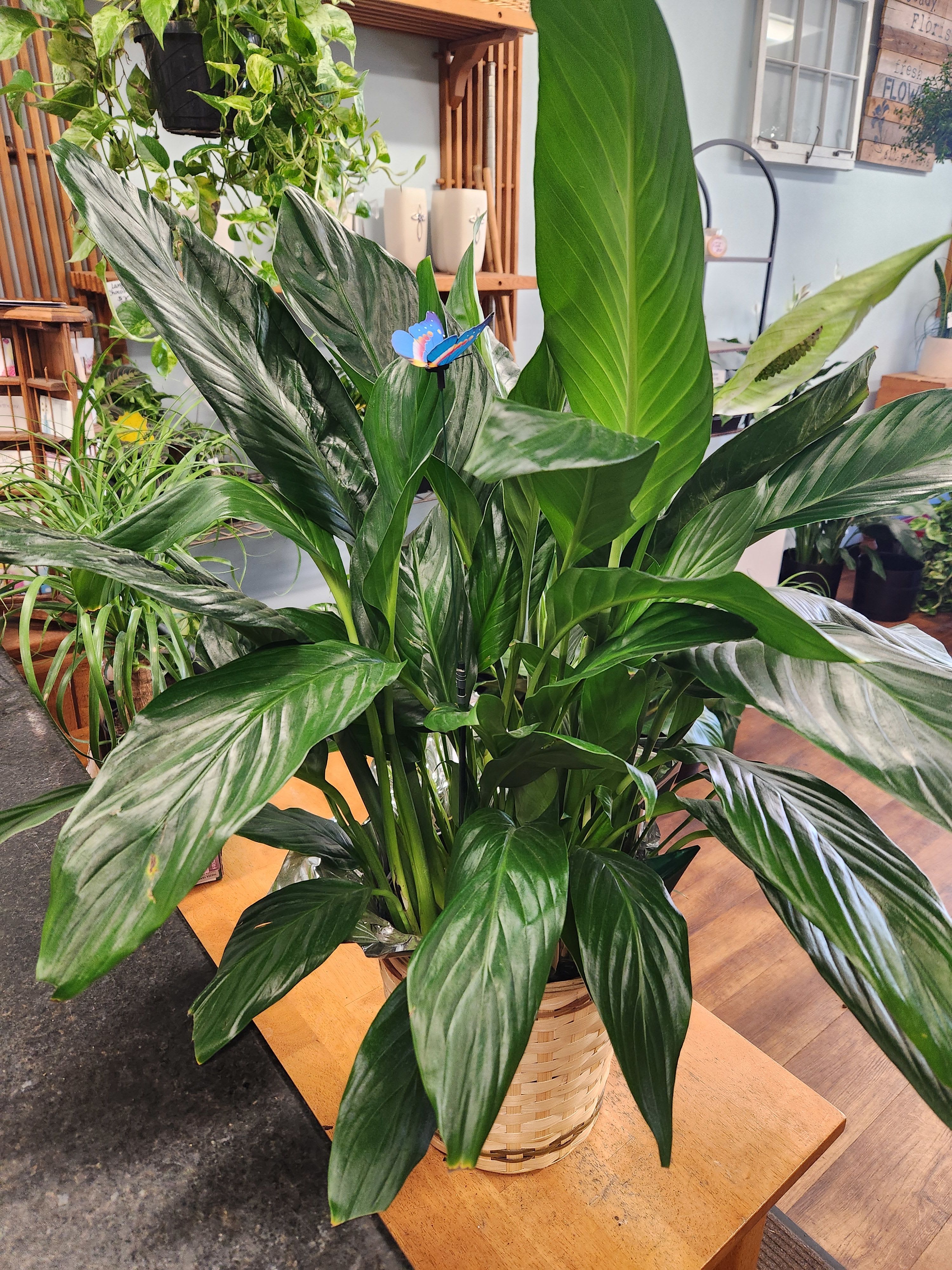 Peace Lily Floor Plant