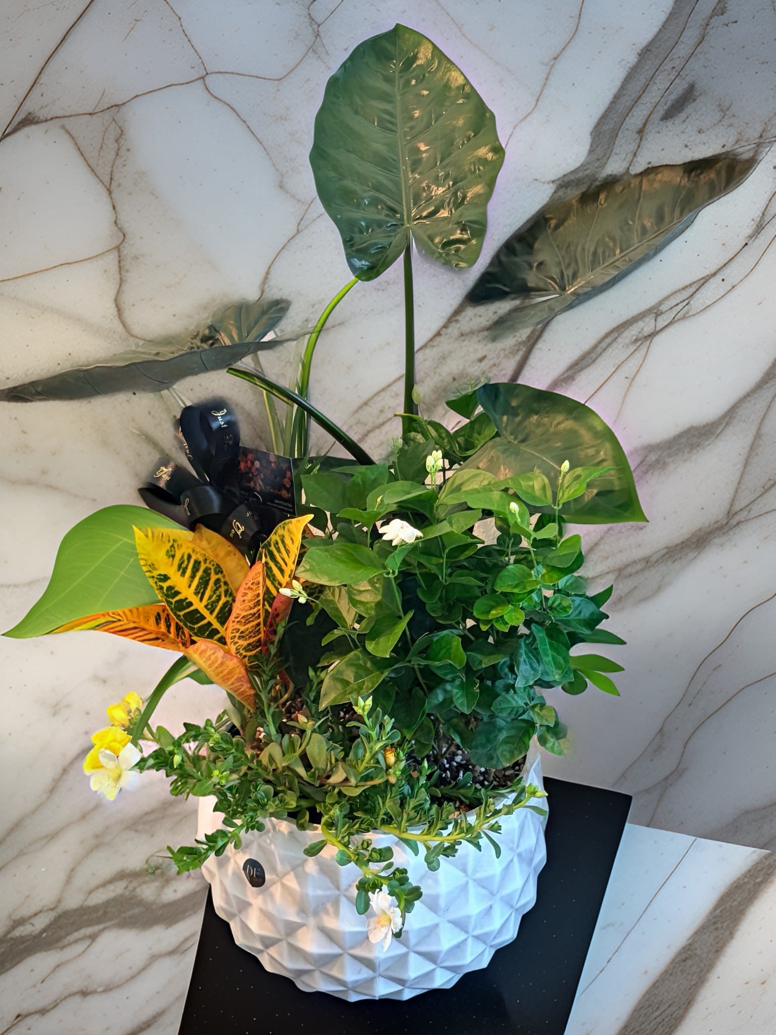 Evergreen Dish Garden