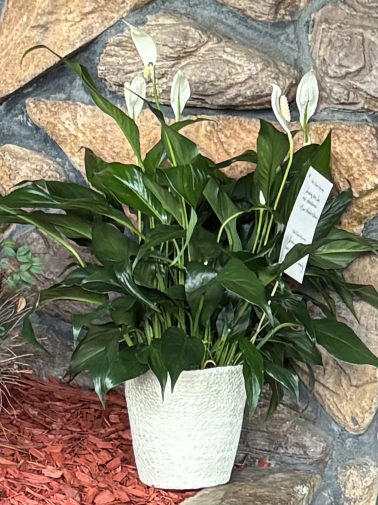 Spathiphyllum Plant by BloomNation™