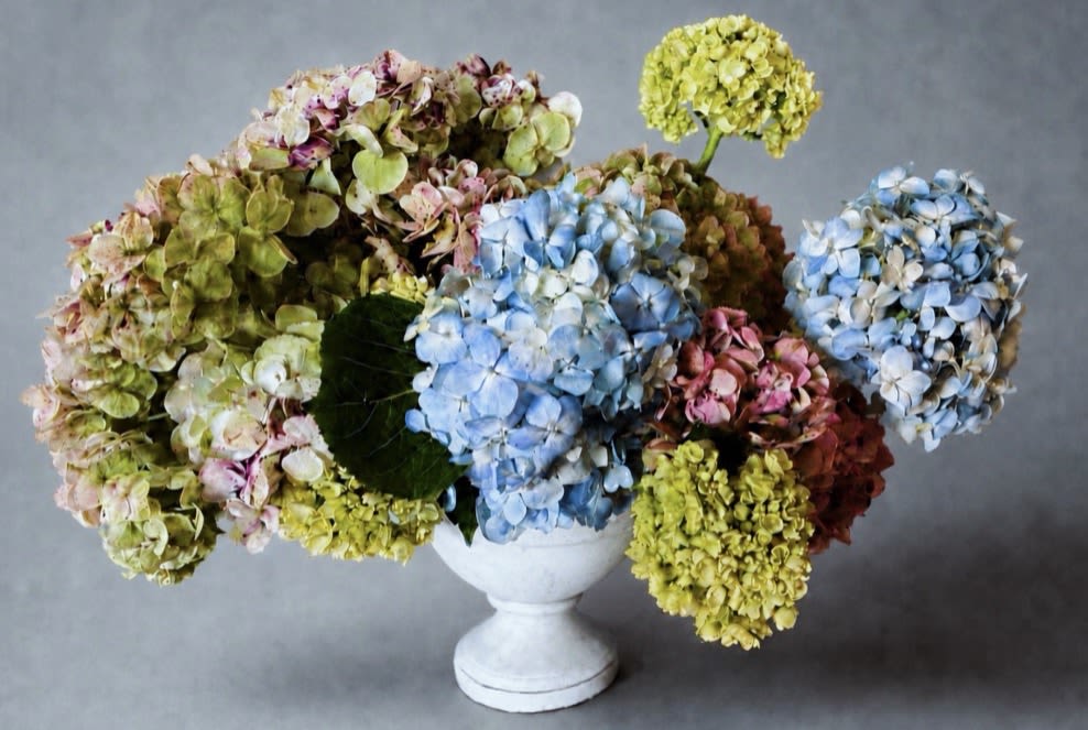 Hydrangea Haven