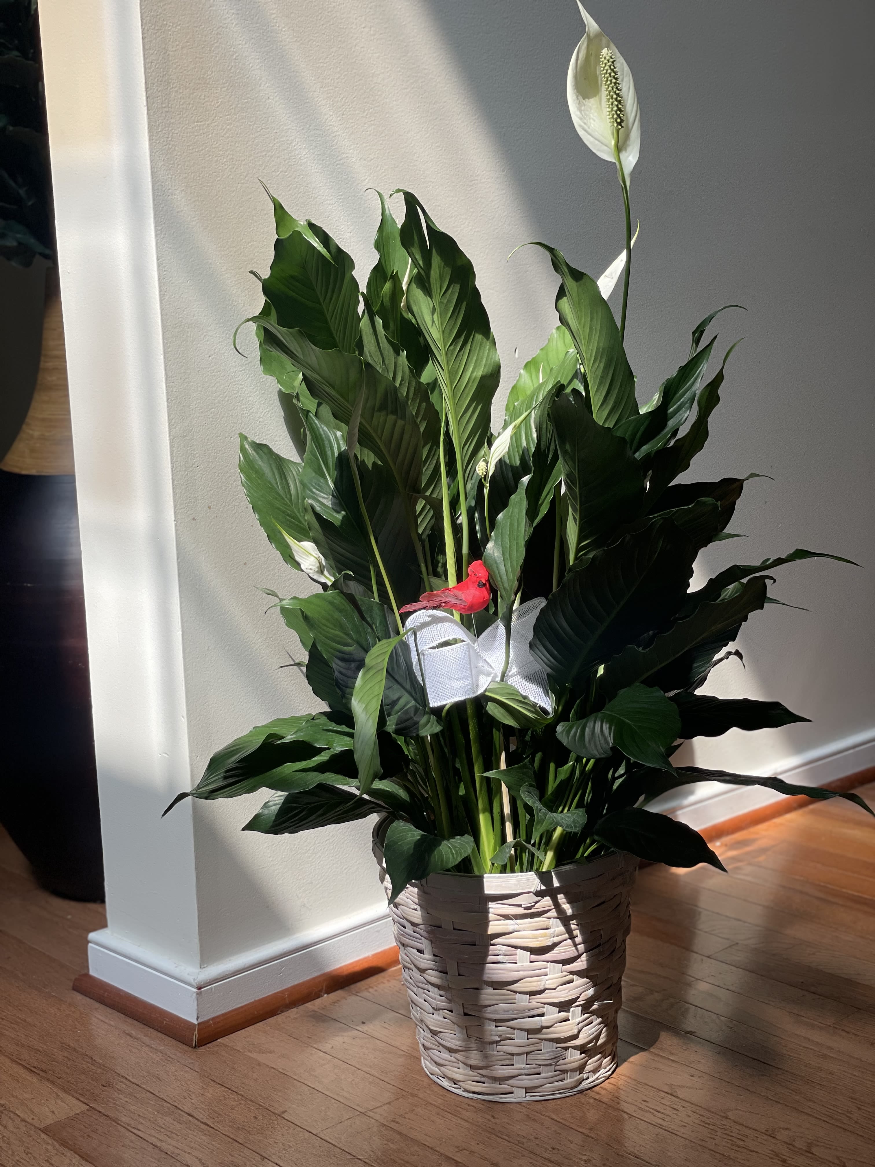 Peace Lily Elegance
