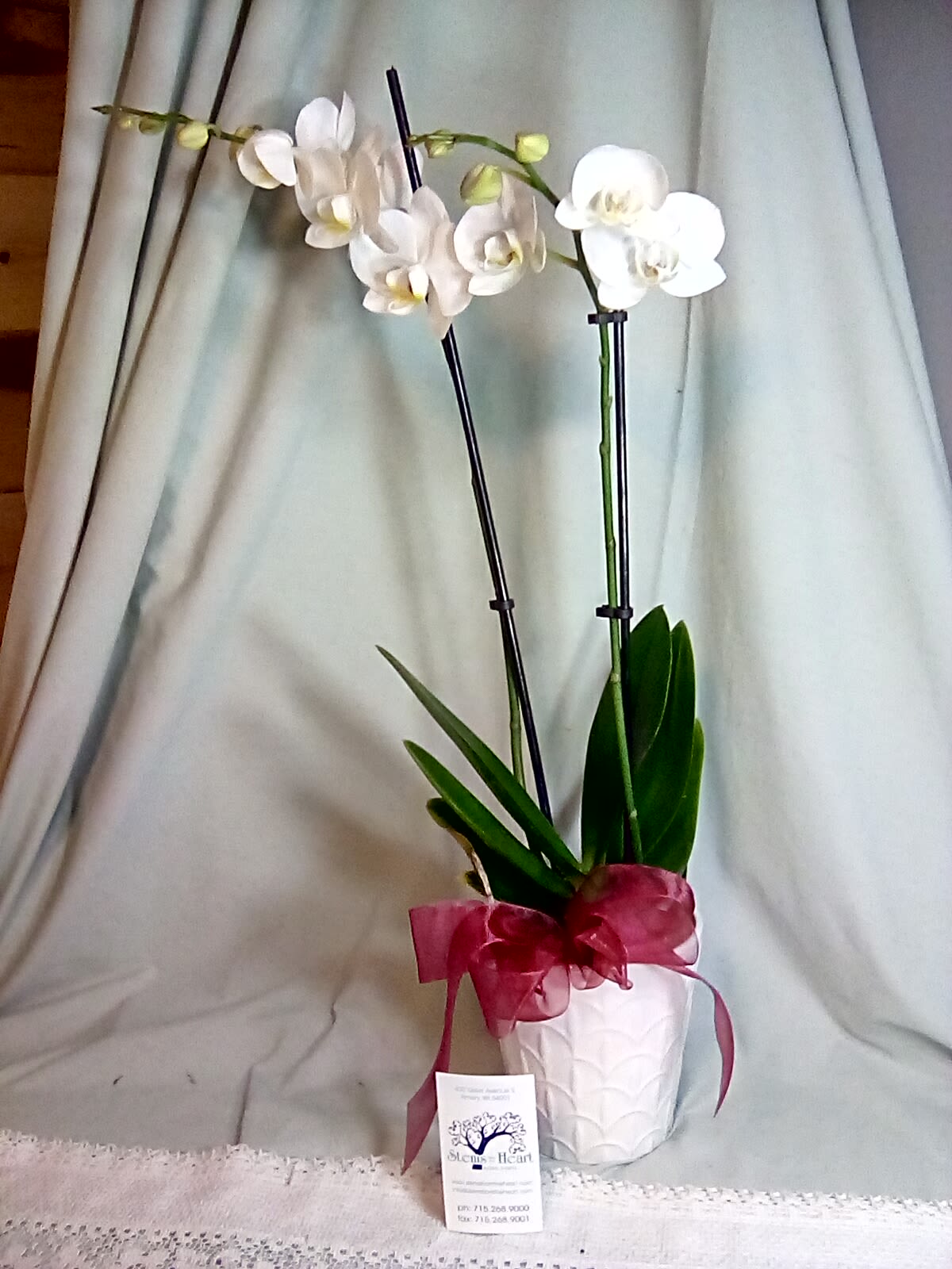 Orchid