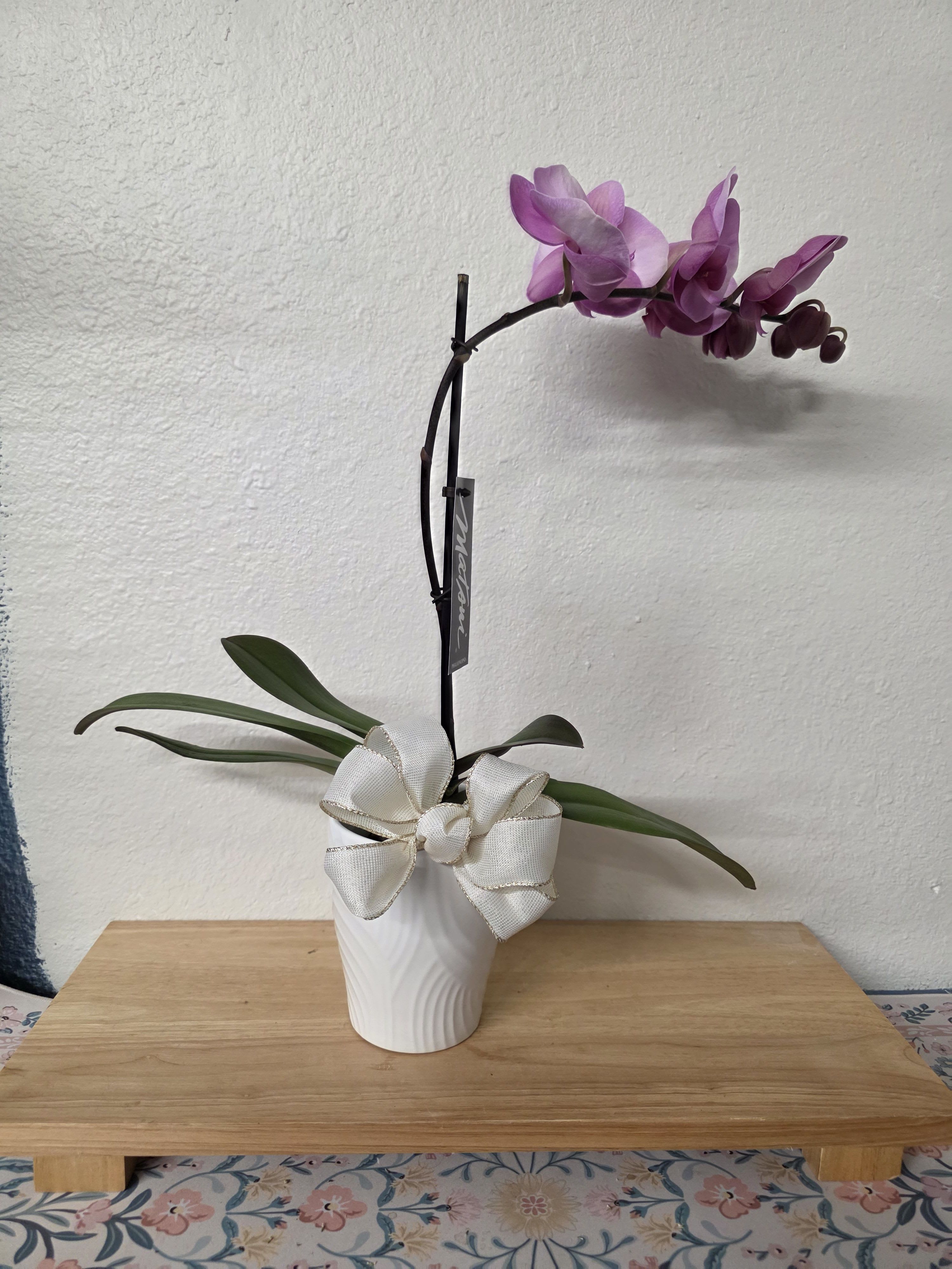 Single Stem Orchid