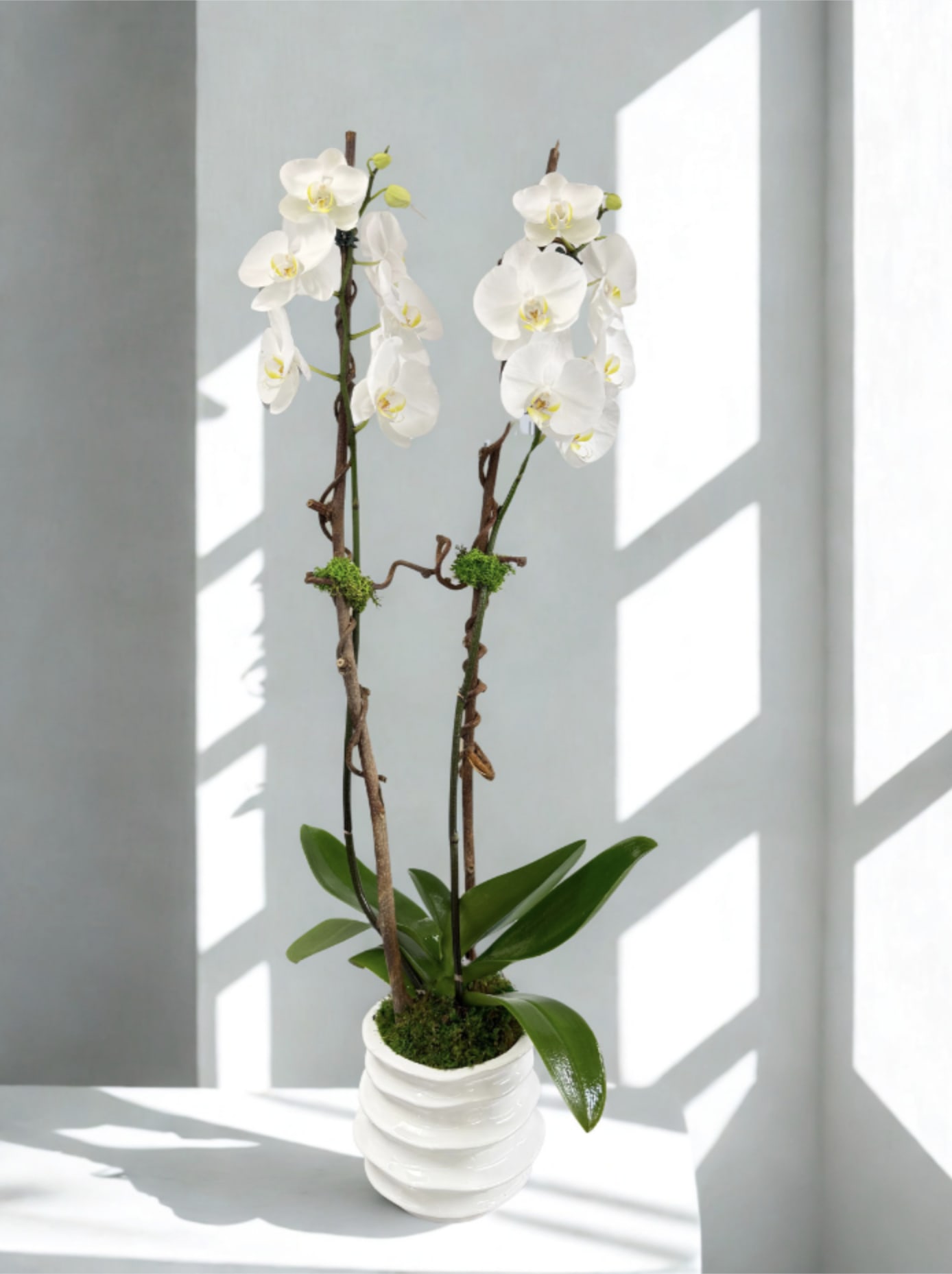 Doug Orchid Plant
