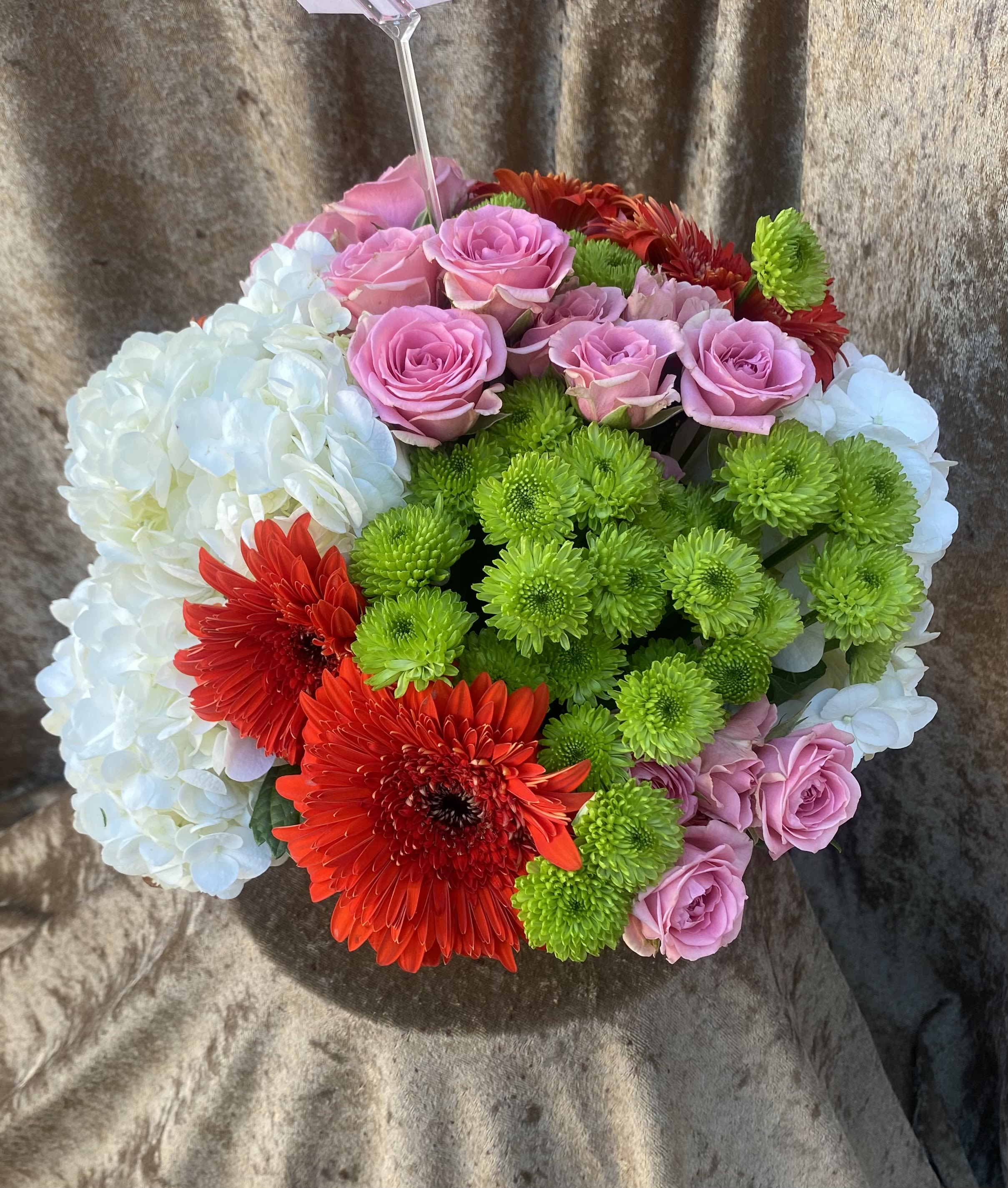 Hydrangea PLUS