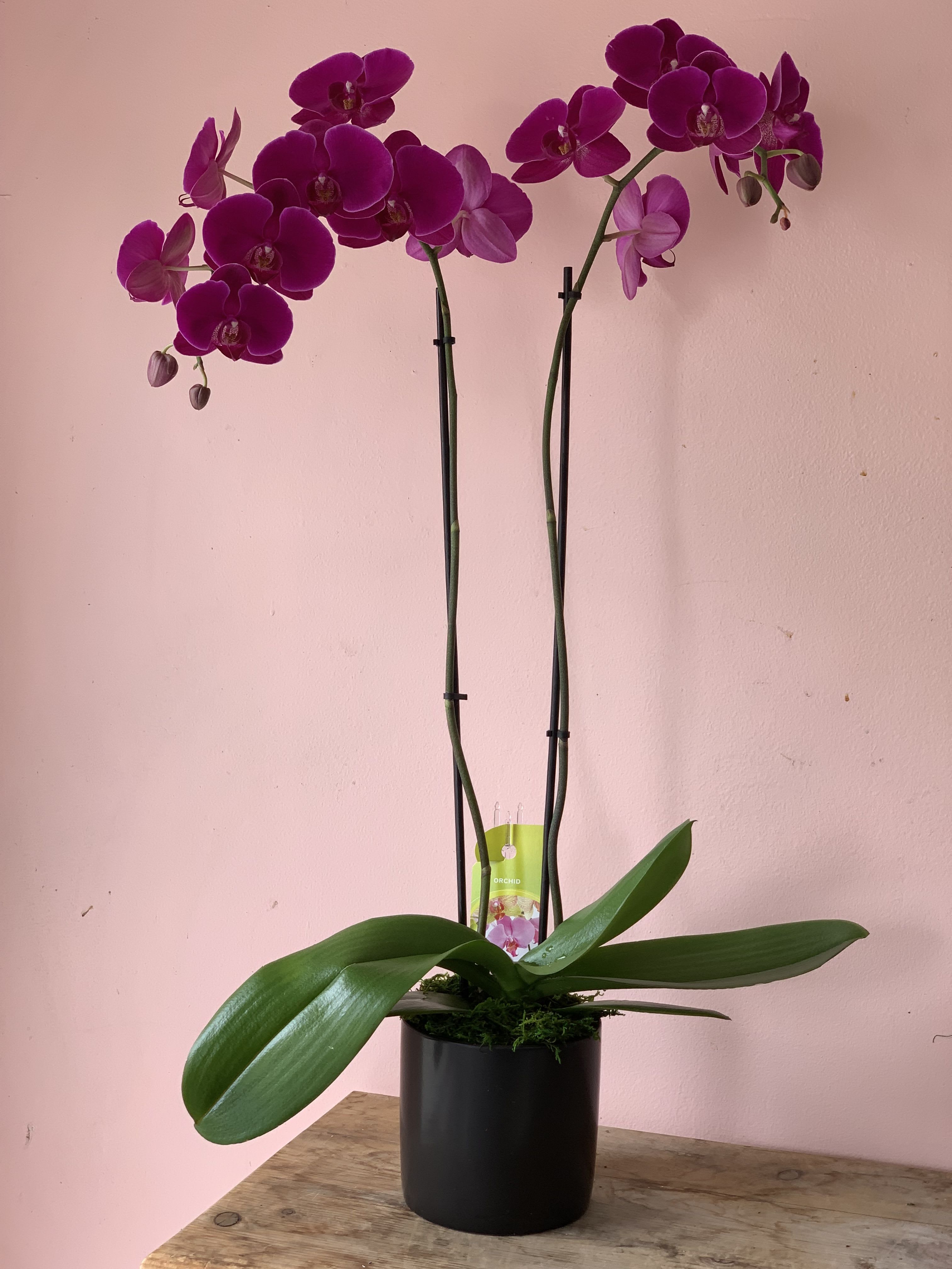 Pink Phalaenopsis Orchid - W141