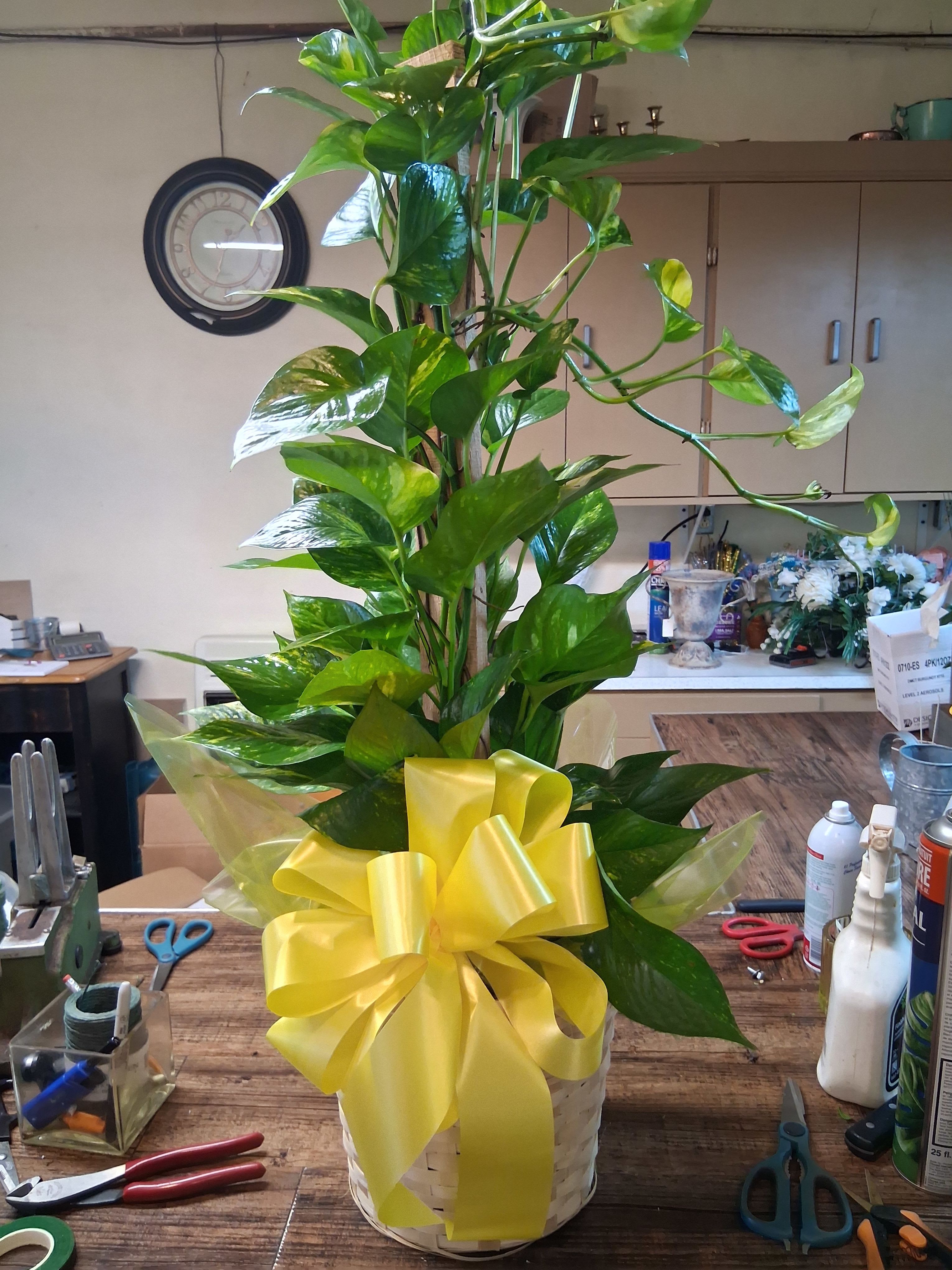 Pothos Pole Vine