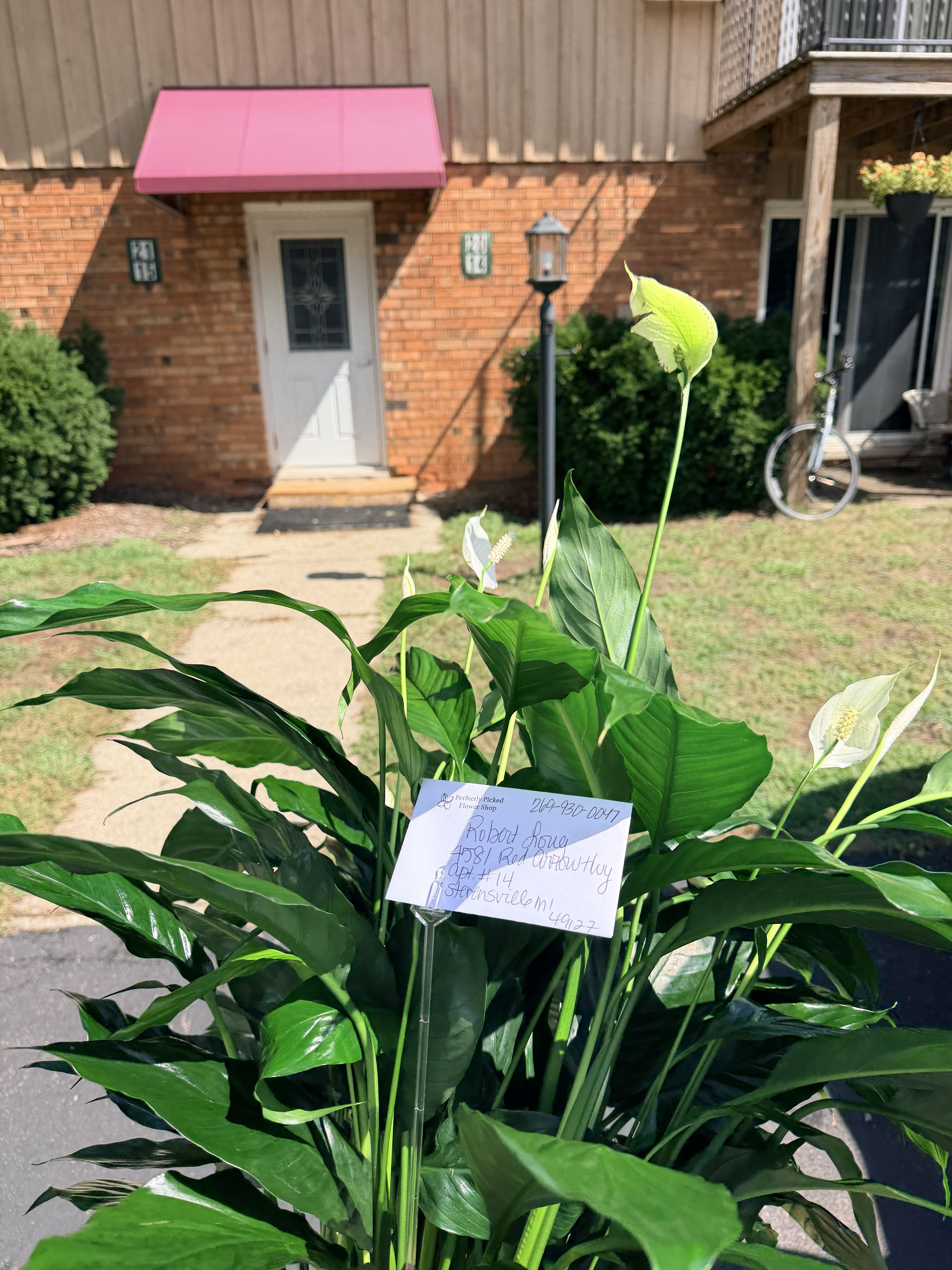 Modern Peace Lily (6in and 10 in)  