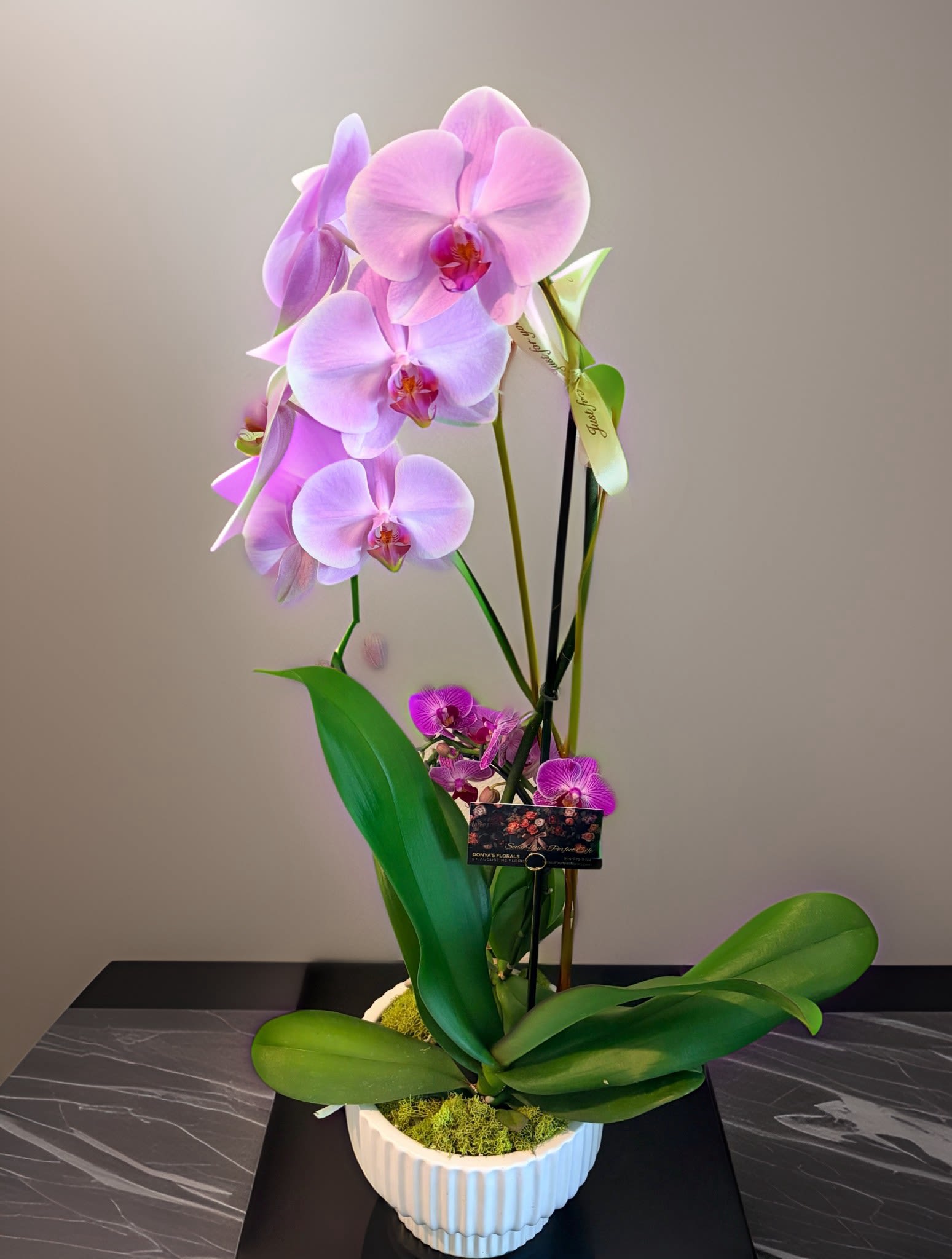 Pink Calypso Waterfall Orchid Plant