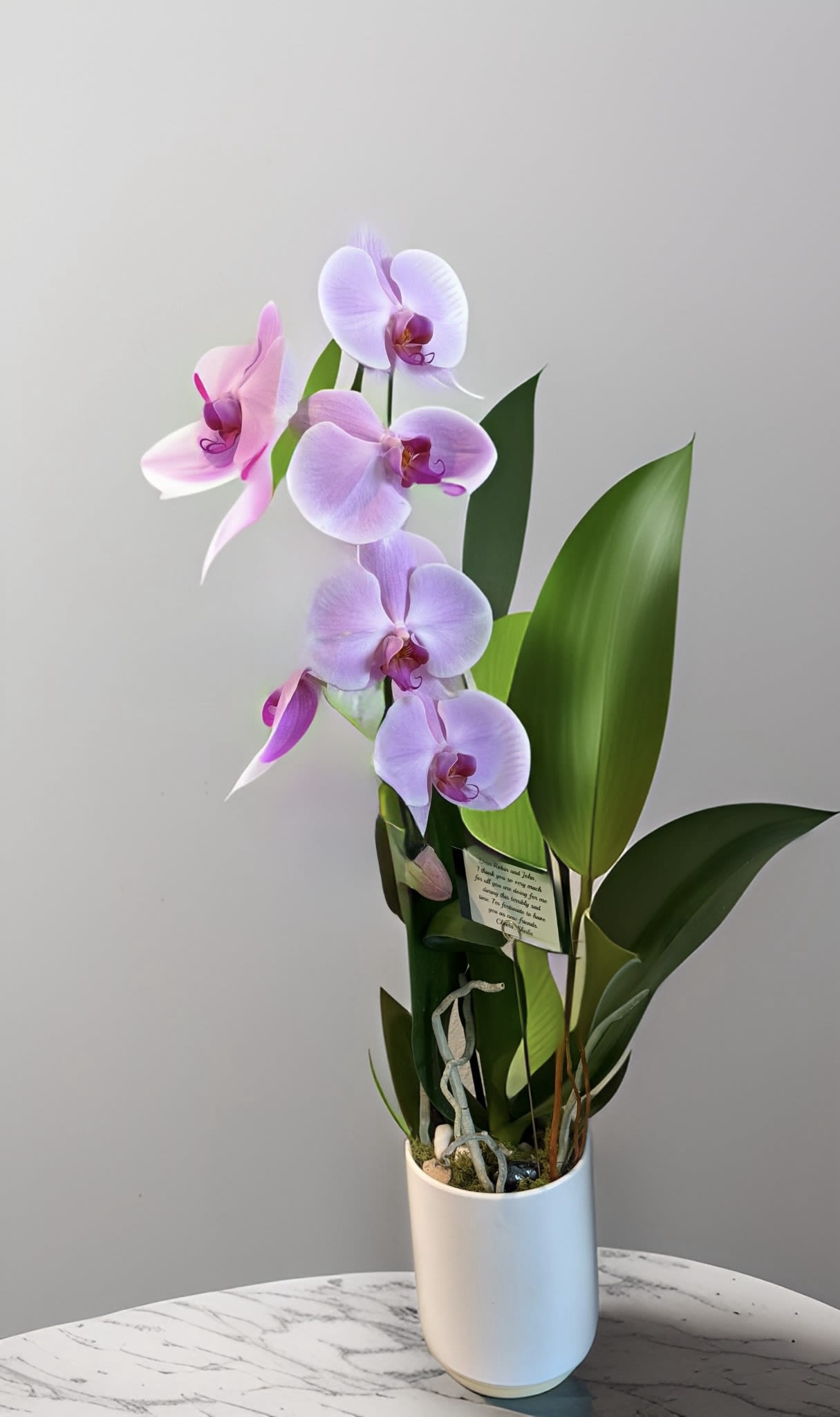 Pink Calypso Waterfall Orchid Plant