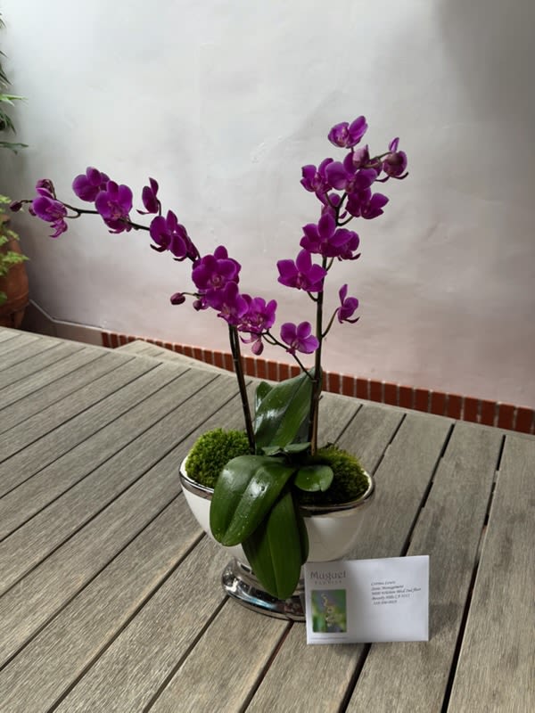 Regal Elegance: Medium-Sized Purple Phalaenopsis Orchid