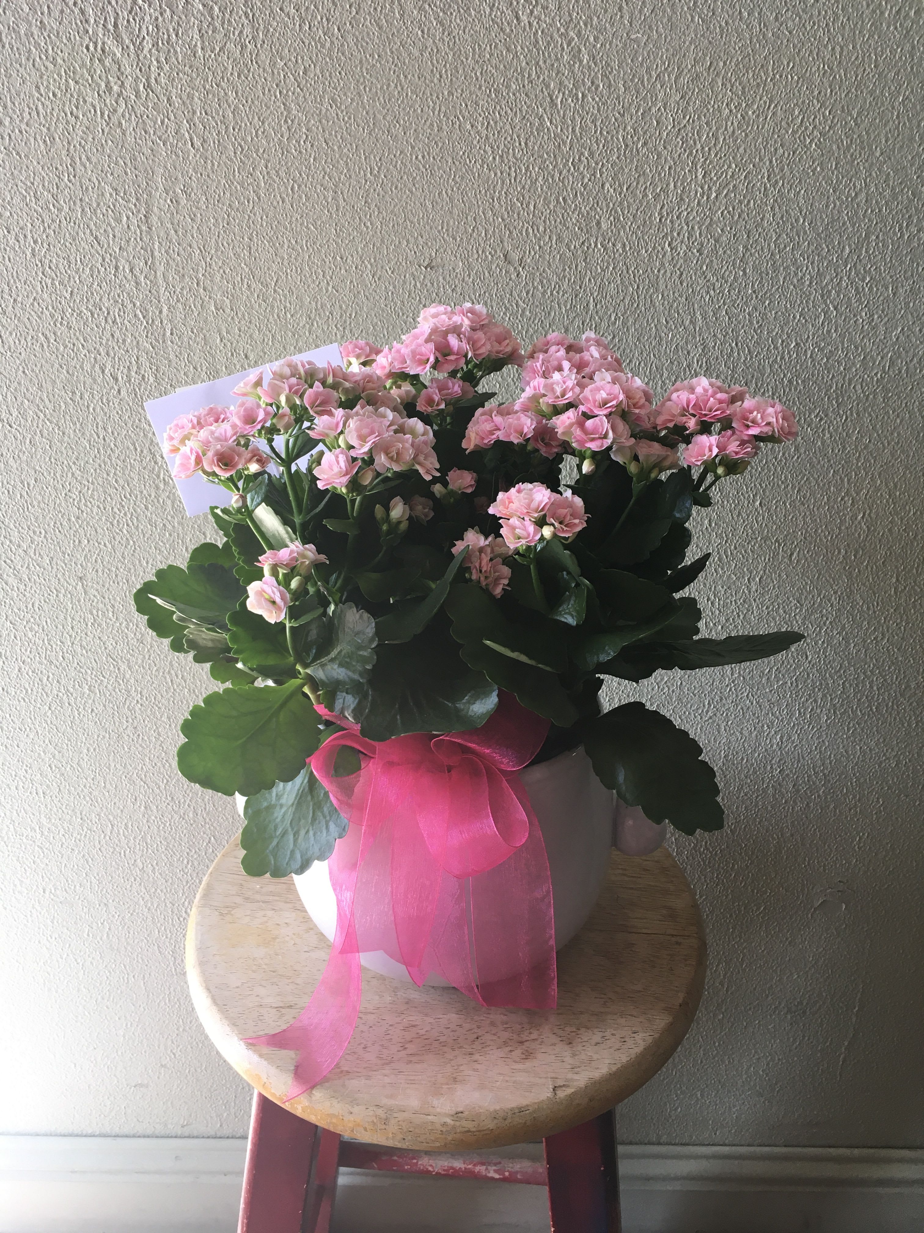 Beautiful blooming plant