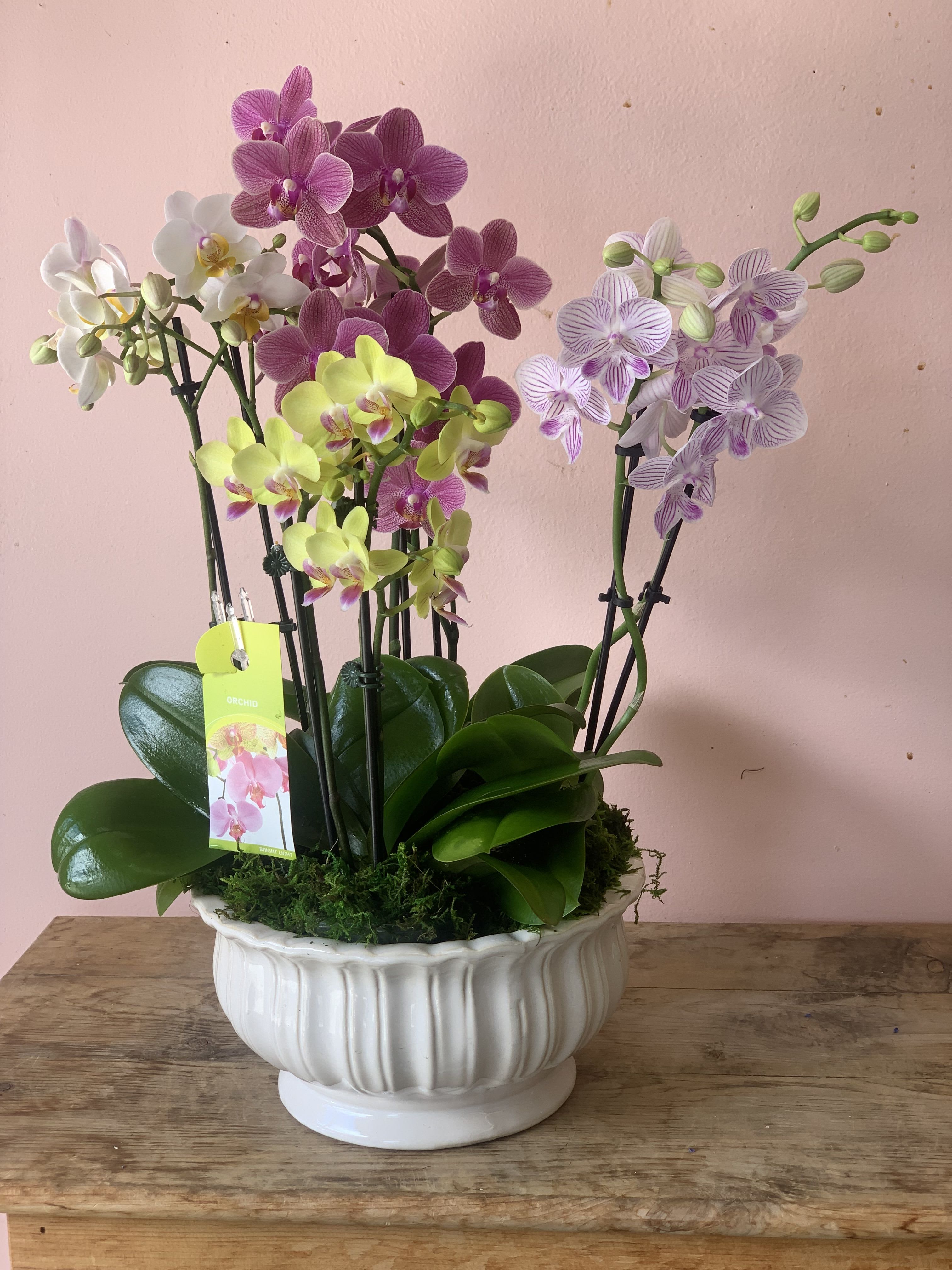Regal Orchids - T103-1A