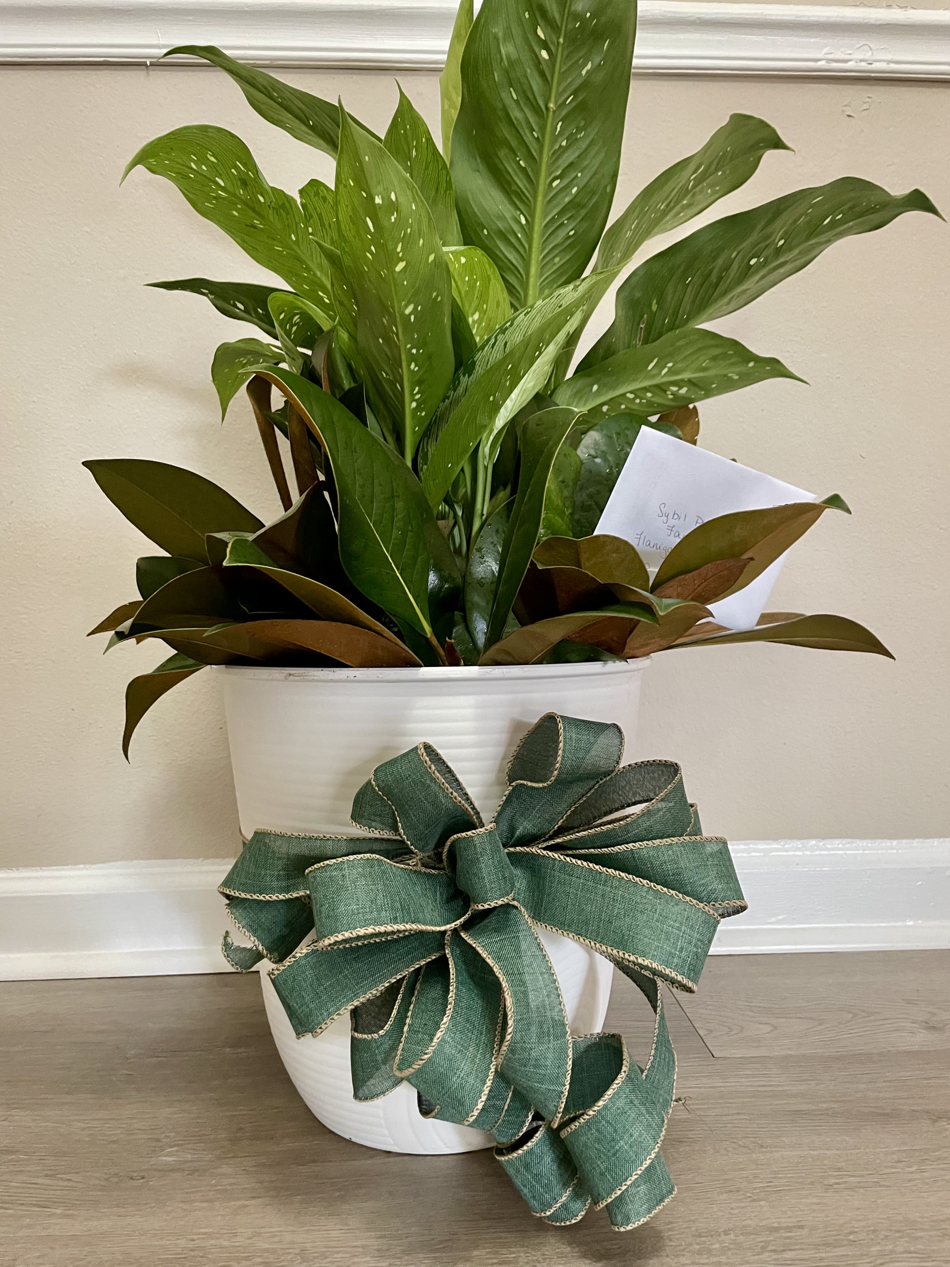 Delightful Dieffenbachia