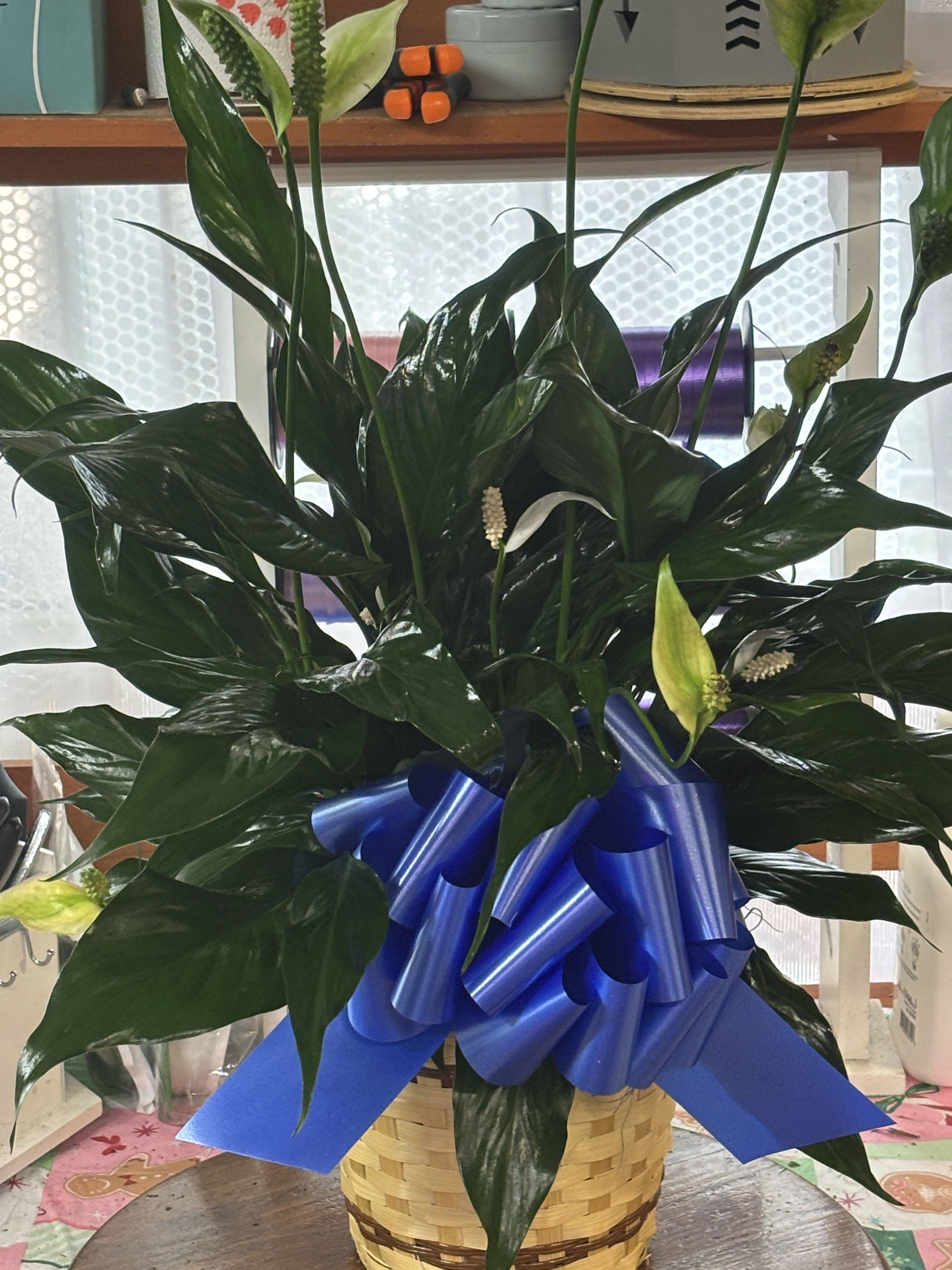 PEACE LILY FLOOR PLANT 6"D