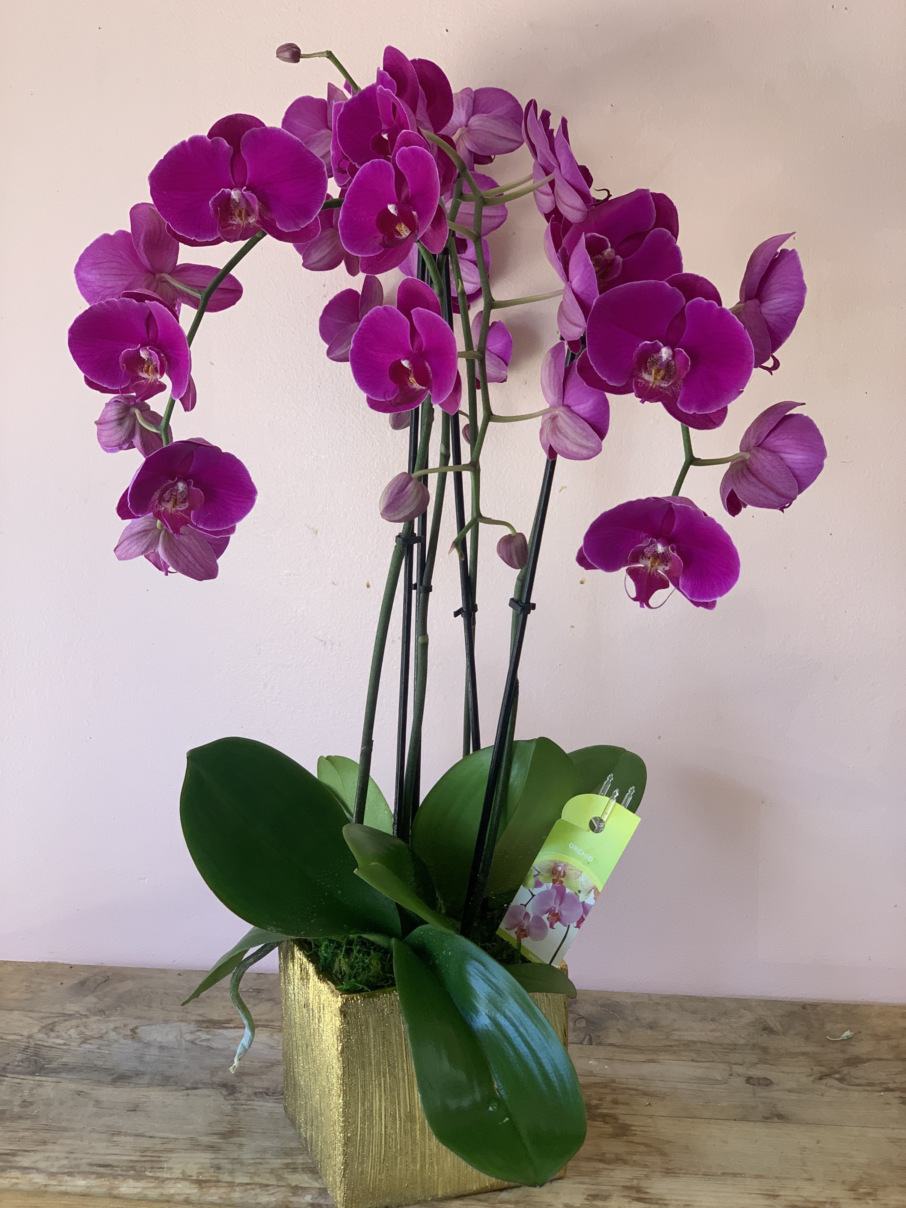 Orchestra of Orchids plants 