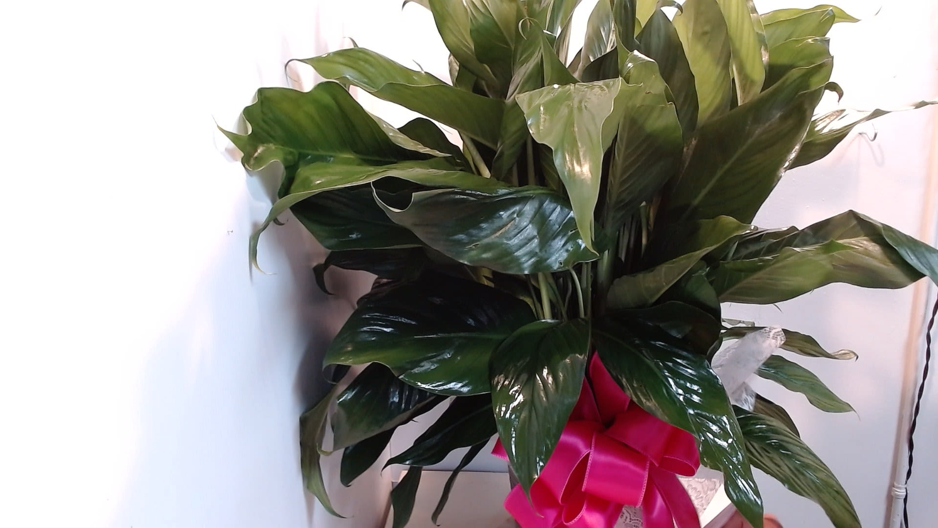 8-Inch Peace Lily